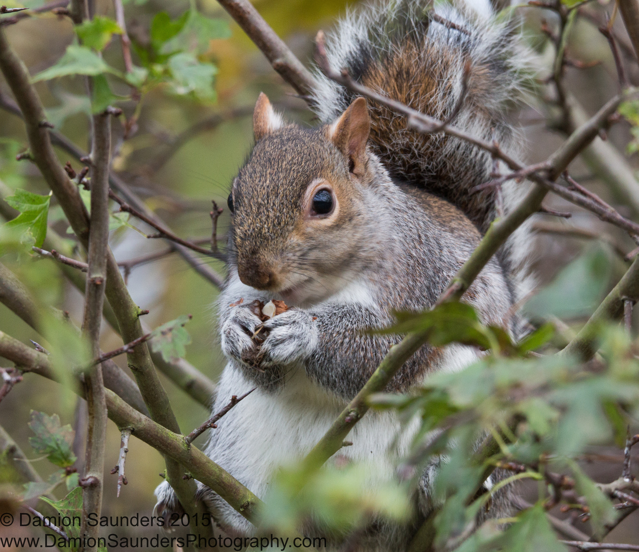 Sigma 150-600mm F5-6.3 DG OS HSM | C sample photo. Animal life photography