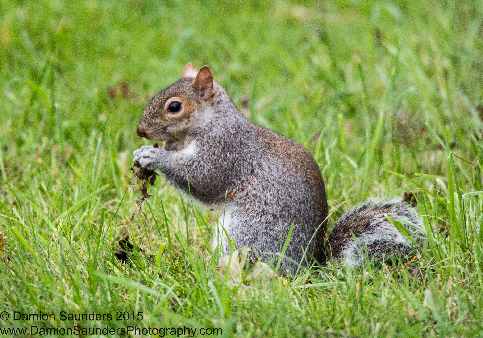 Sigma 150-600mm F5-6.3 DG OS HSM | C sample photo. Animal life photography