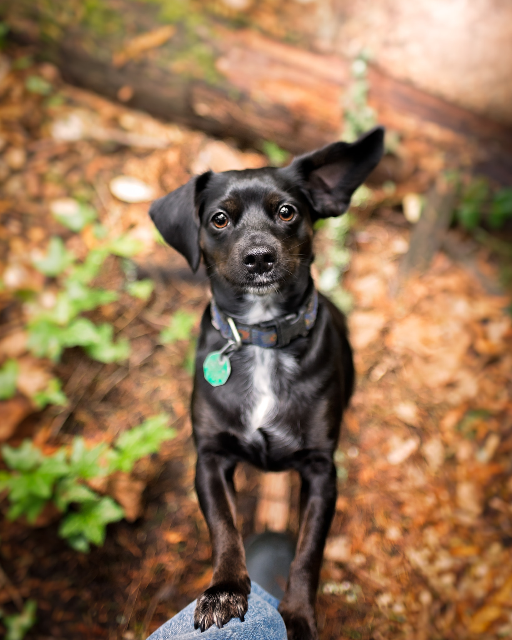 Nikon D610 + AF-S Nikkor 35mm f/1.8G sample photo. Zoey want a treat? photography