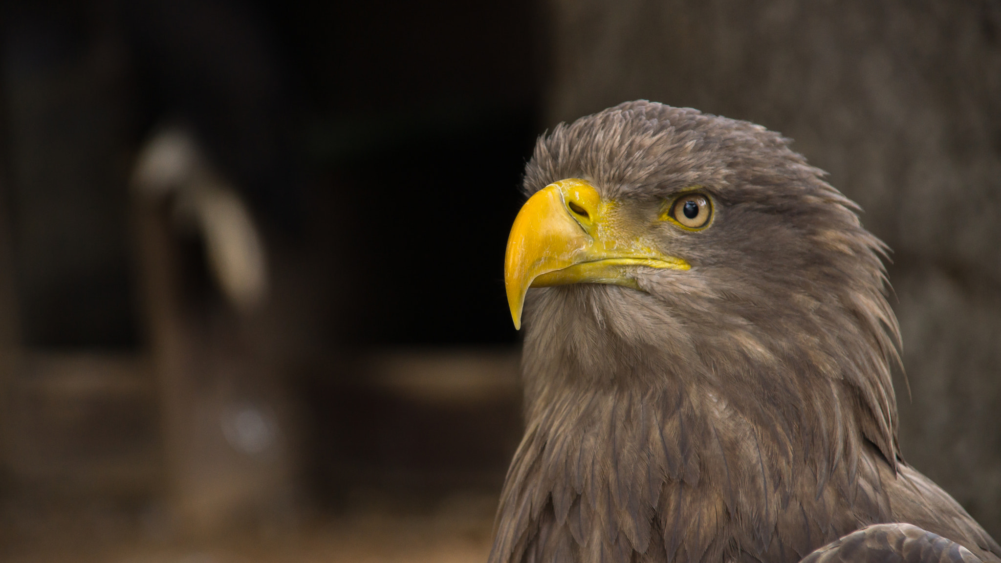 Sony SLT-A77 + Sigma 18-200mm F3.5-6.3 DC sample photo. Golden eagle photography