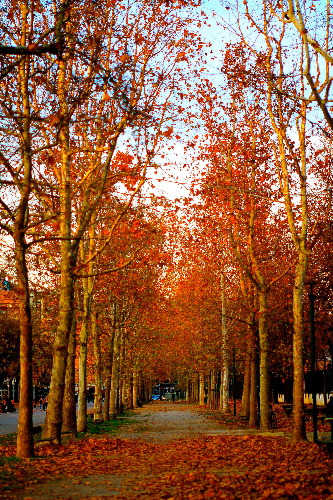 Sigma 50mm F1.4 EX DG HSM sample photo. Orange autumn saturation photography