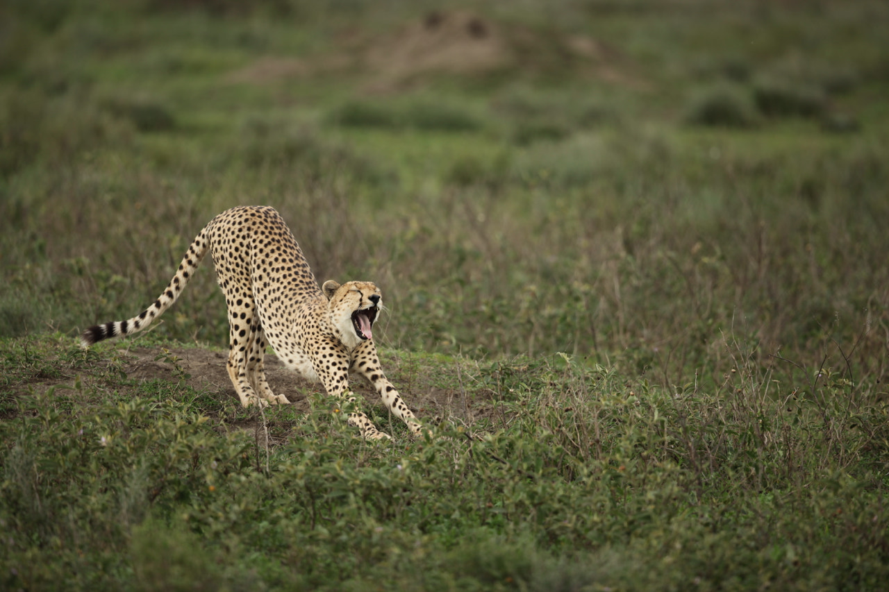 Canon EF 500mm F4L IS II USM sample photo. Cheetah stretching photography