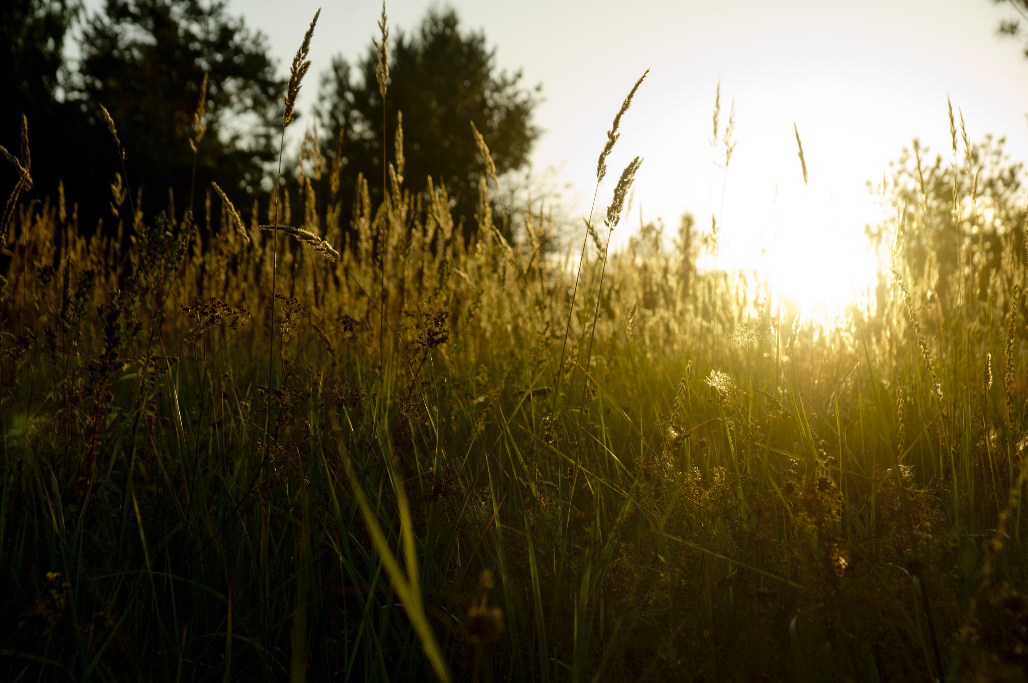 Sony Alpha DSLR-A580 sample photo. September dawn photography