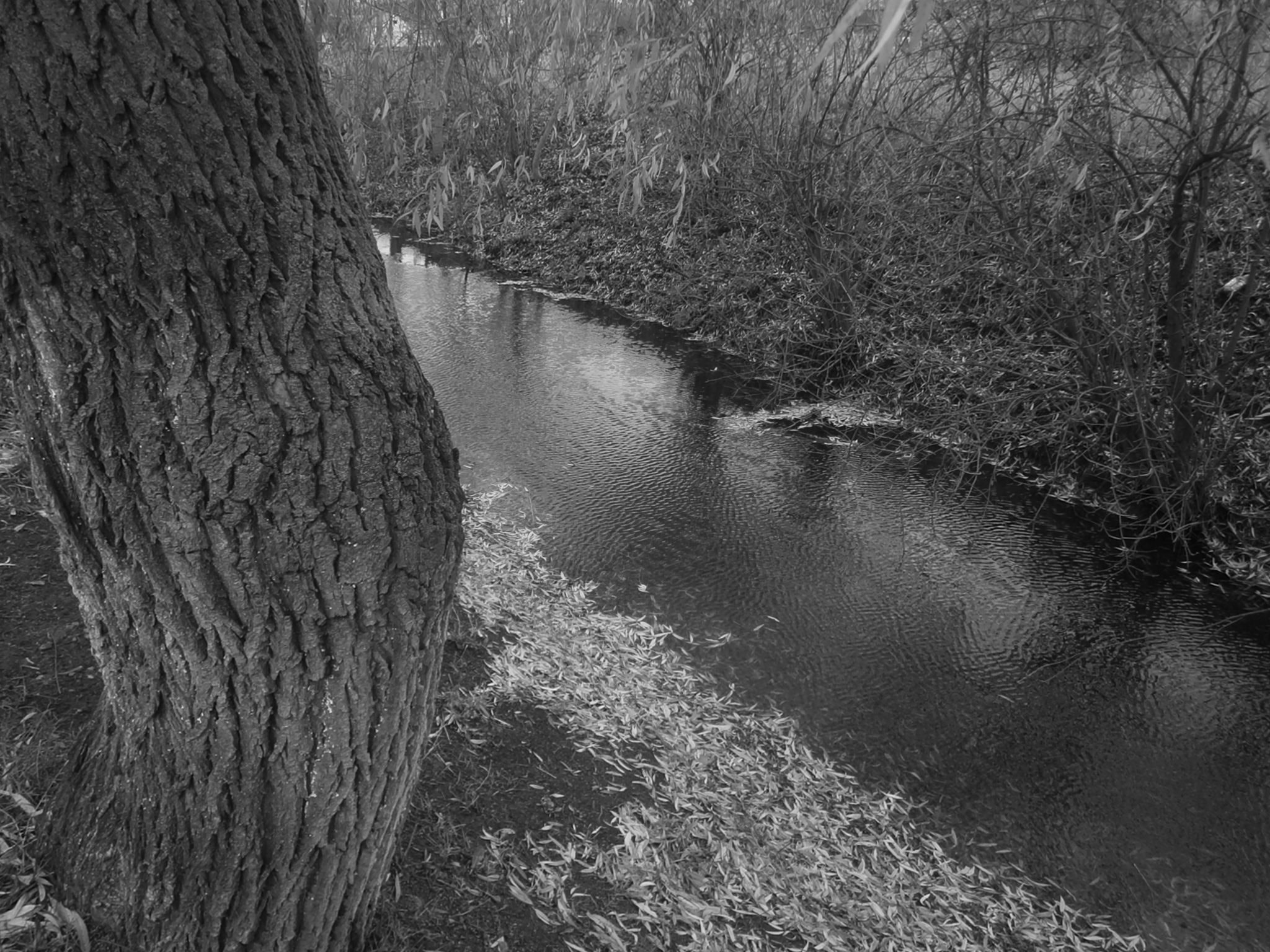 Olympus VG130,D710 sample photo. Tree and river photography