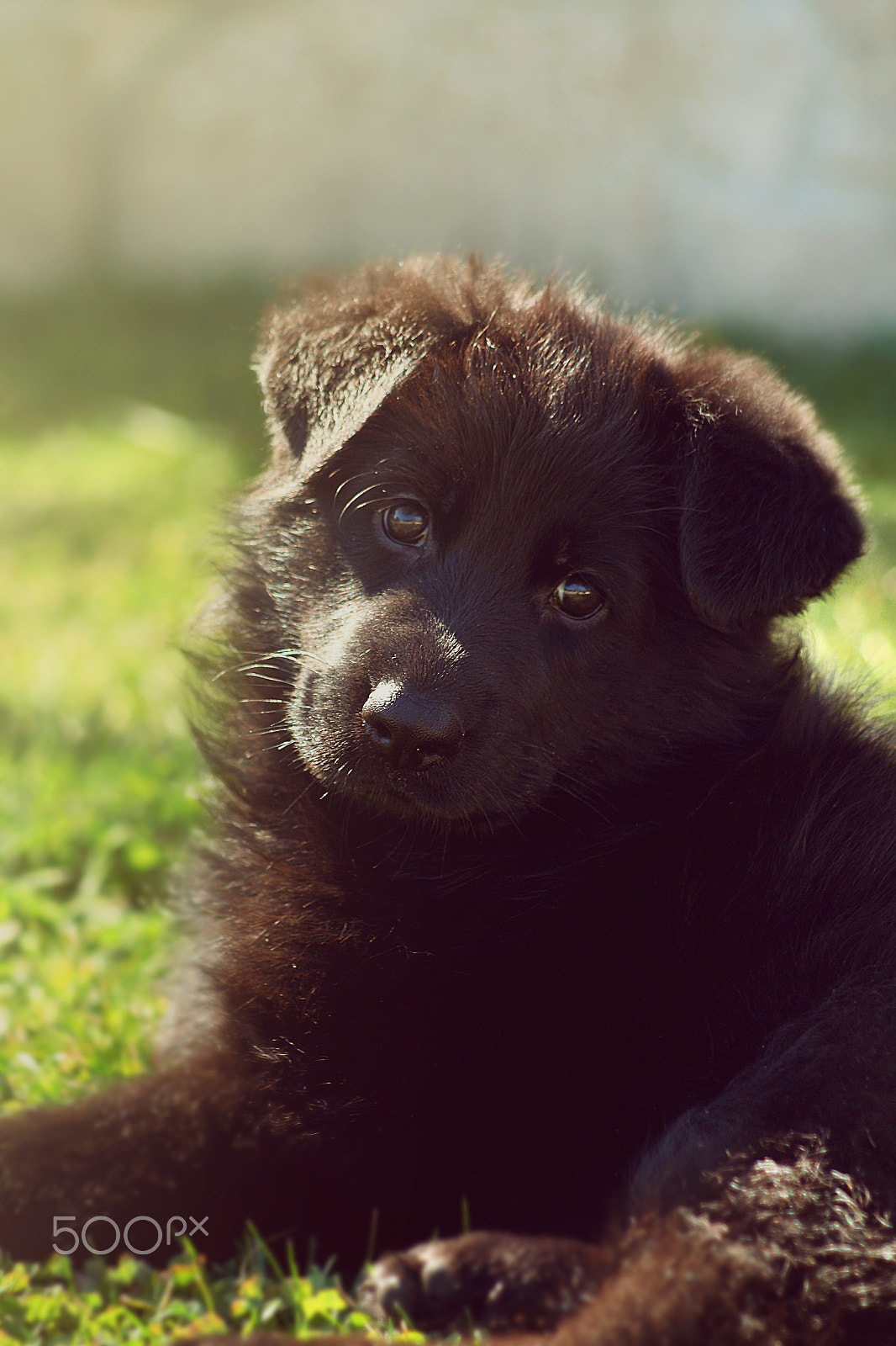 Canon EF 80-200mm f/4.5-5.6 USM sample photo. Baby luna photography