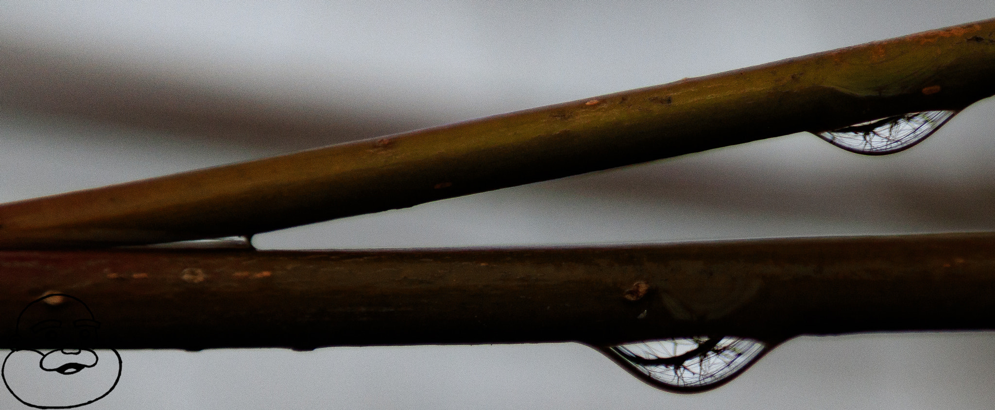 Canon EOS 760D (EOS Rebel T6s / EOS 8000D) sample photo. Droplets photography