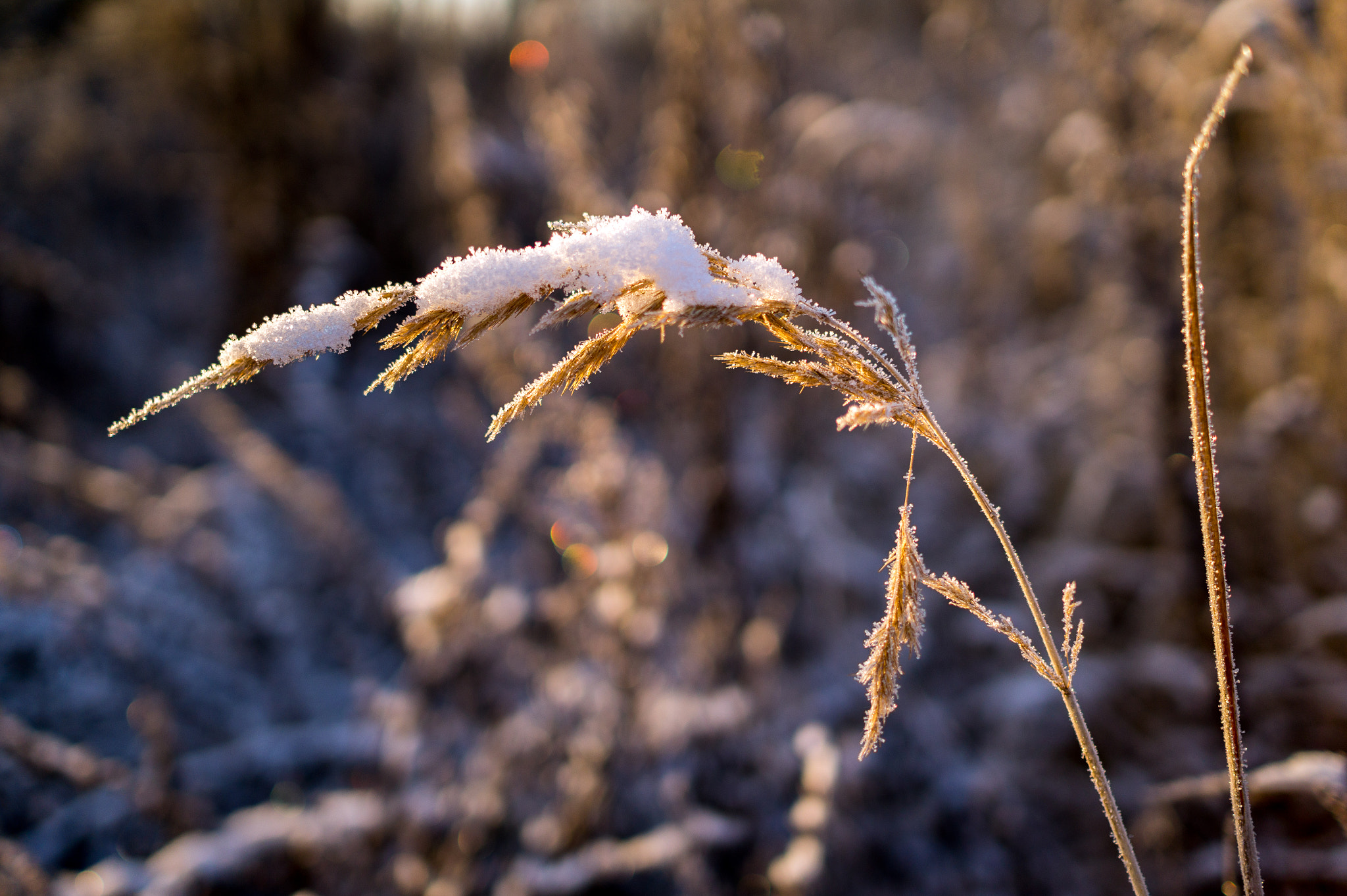 Sony Alpha a5000 (ILCE 5000) + Sony Sonnar T* E 24mm F1.8 ZA sample photo. Snow photography