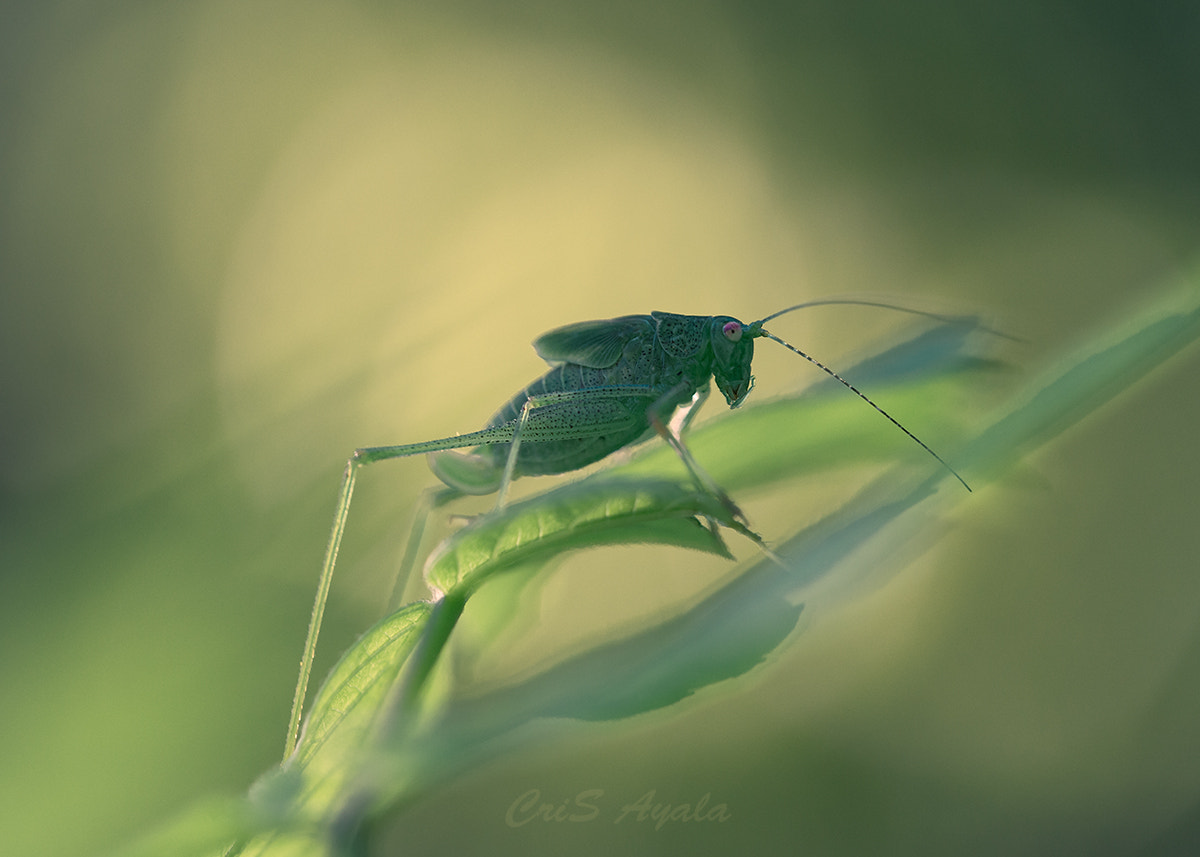 Nikon D4 sample photo. Pequeño saltamontes photography