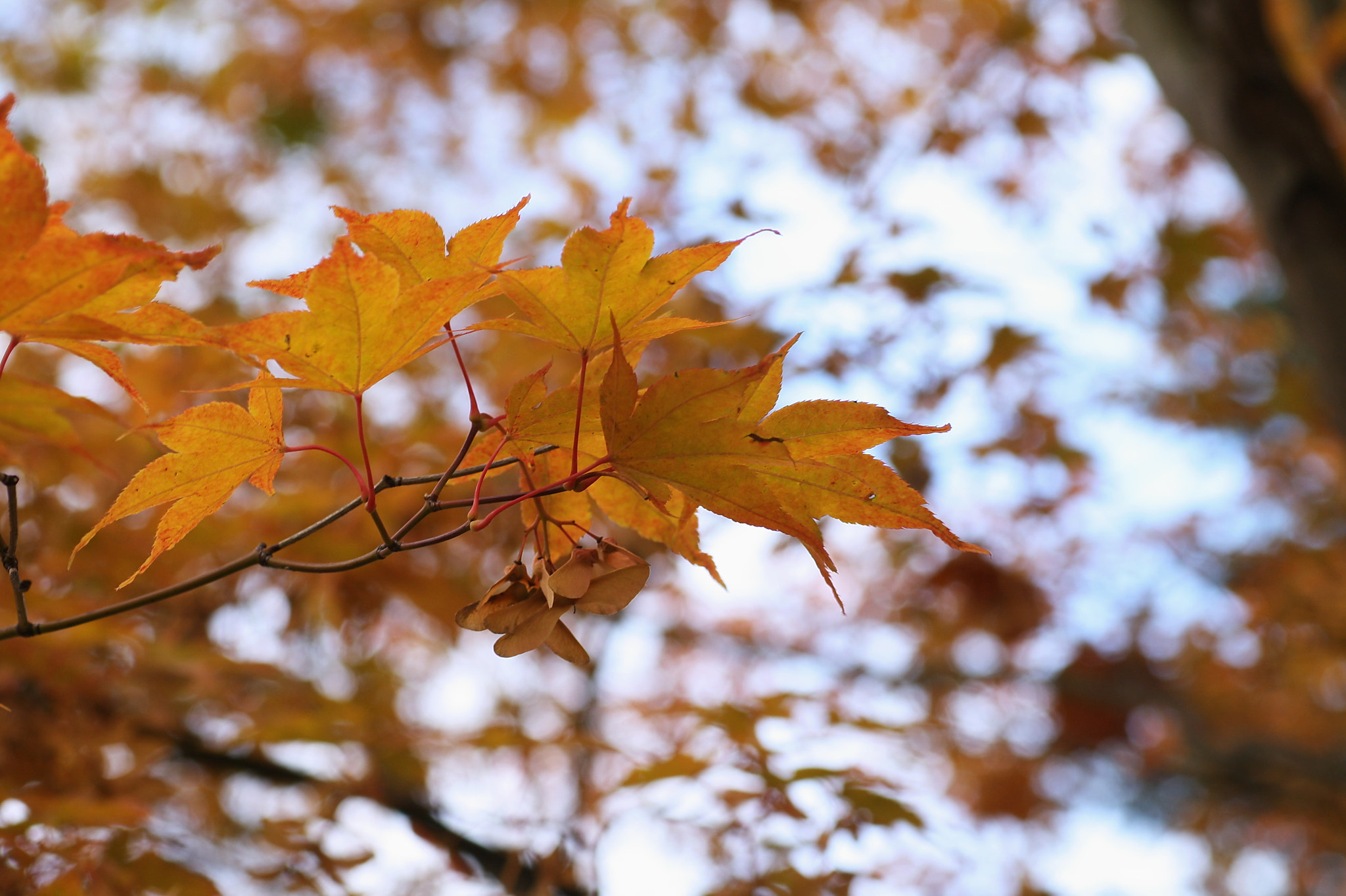 Sigma 50mm f/1.4 EX DG HSM + 1.4x sample photo. Autumn colors photography