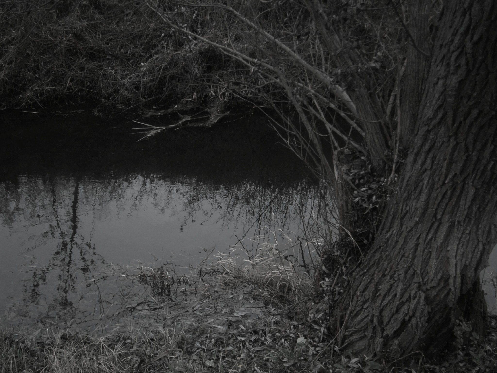 Olympus VG130,D710 sample photo. Tree and water photography