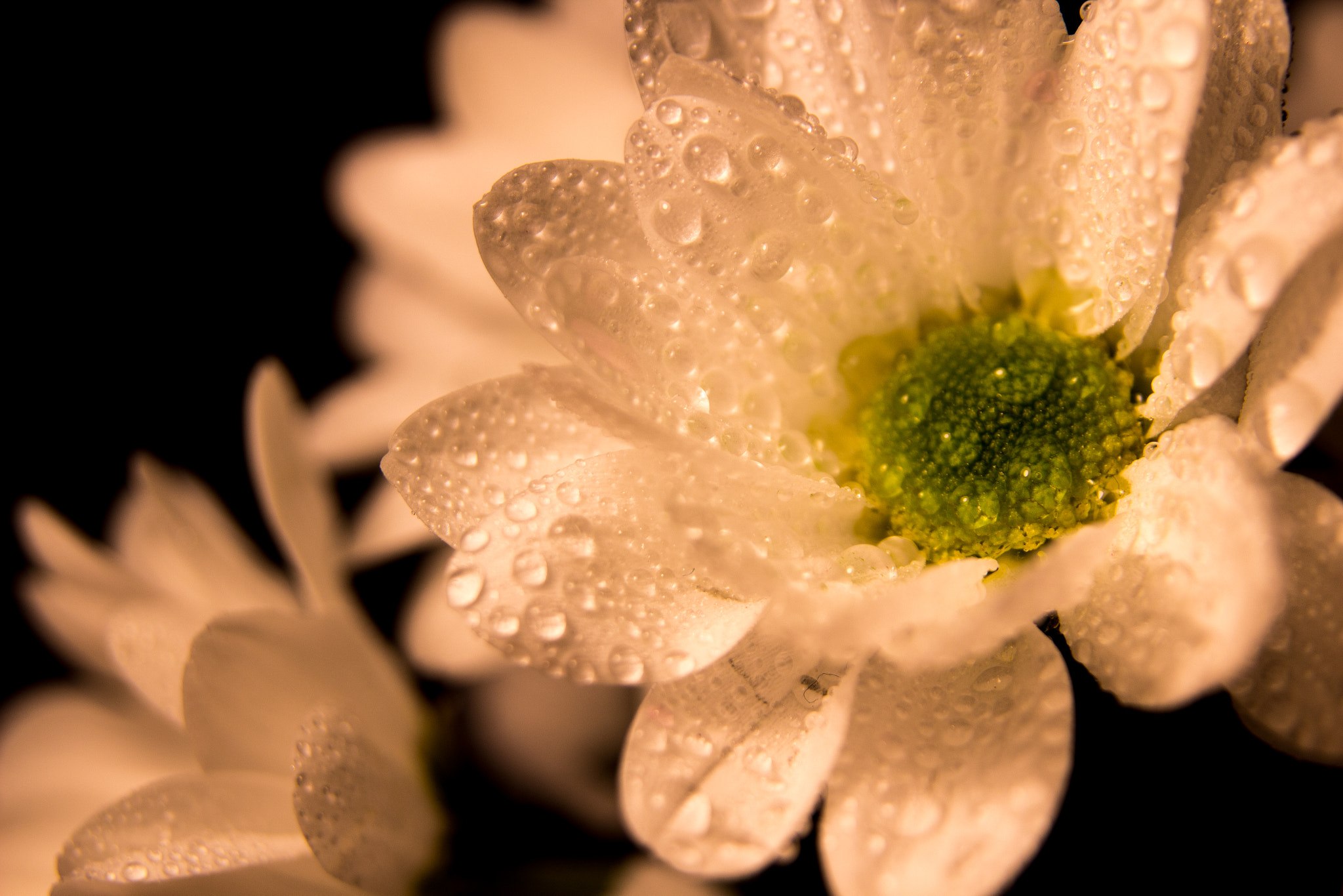 Sigma 17-70mm F2.8-4 DC Macro OS HSM sample photo. Winter showers photography