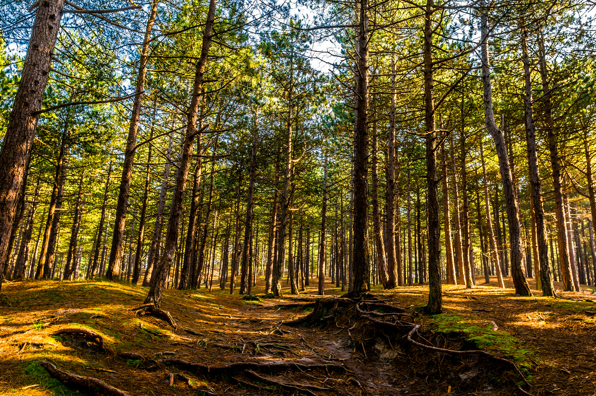 Sony Alpha NEX-5R + Sigma 19mm F2.8 EX DN sample photo. The forest of texel photography