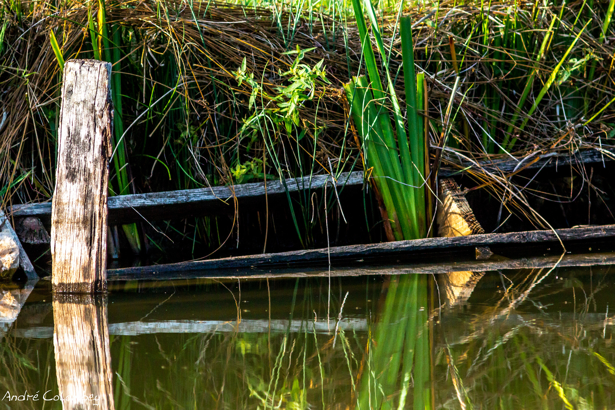 Canon EF 300mm F4L IS USM sample photo. Neglecting photography