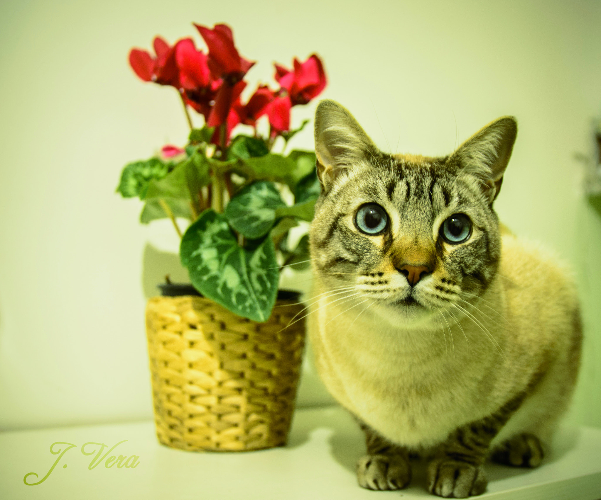 Sigma 17-70mm F2.8-4 DC Macro OS HSM | C sample photo. Mew photography