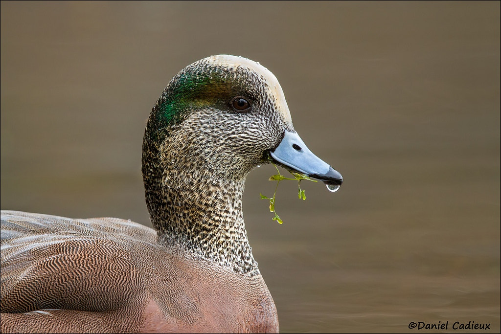 Canon EF 500mm F4L IS II USM sample photo. American wigeon eating salad. photography