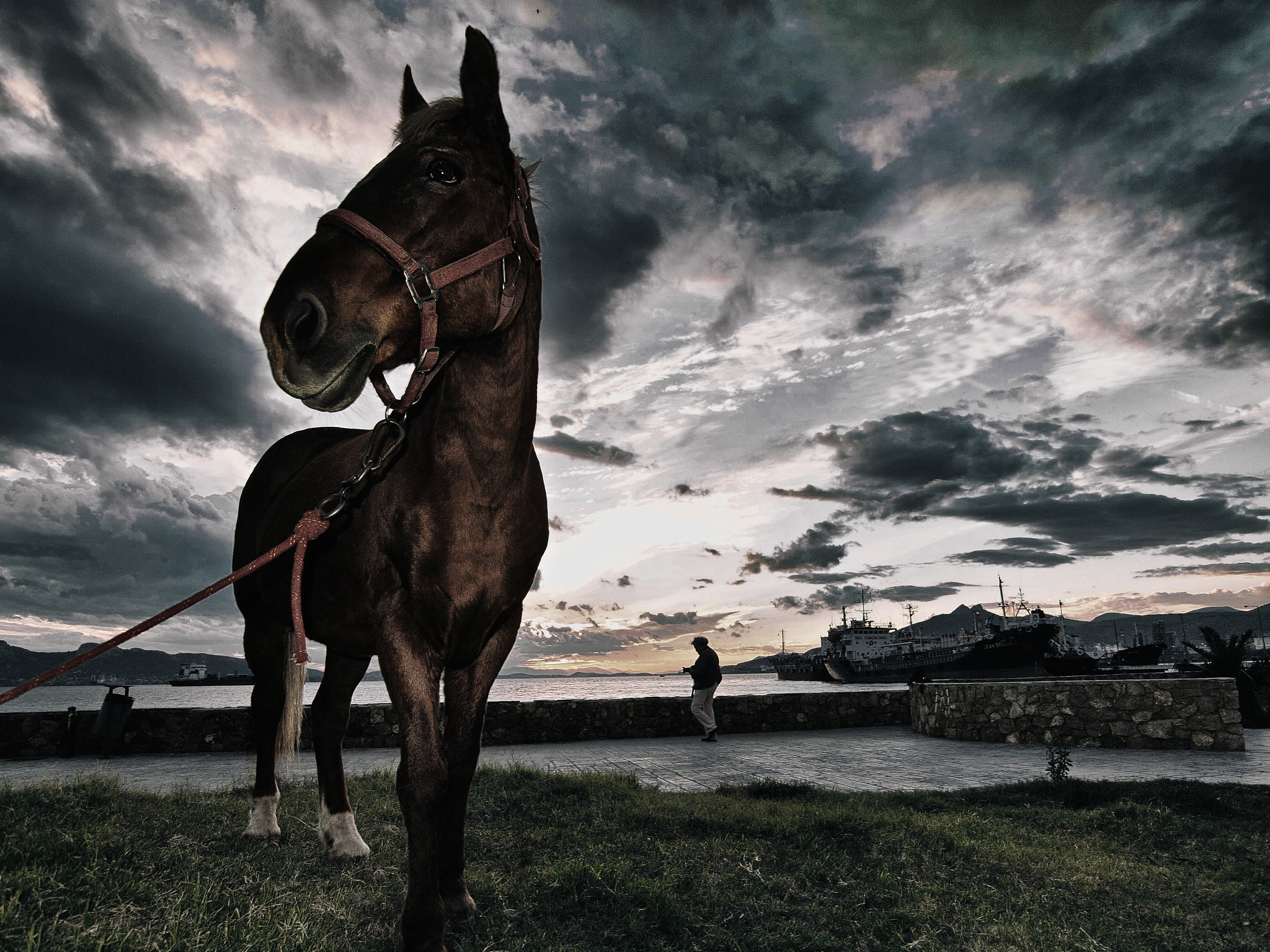 Olympus E-620 (EVOLT E-620) + OLYMPUS 11-22mm Lens sample photo. And then there's the horse that lives by the sea photography