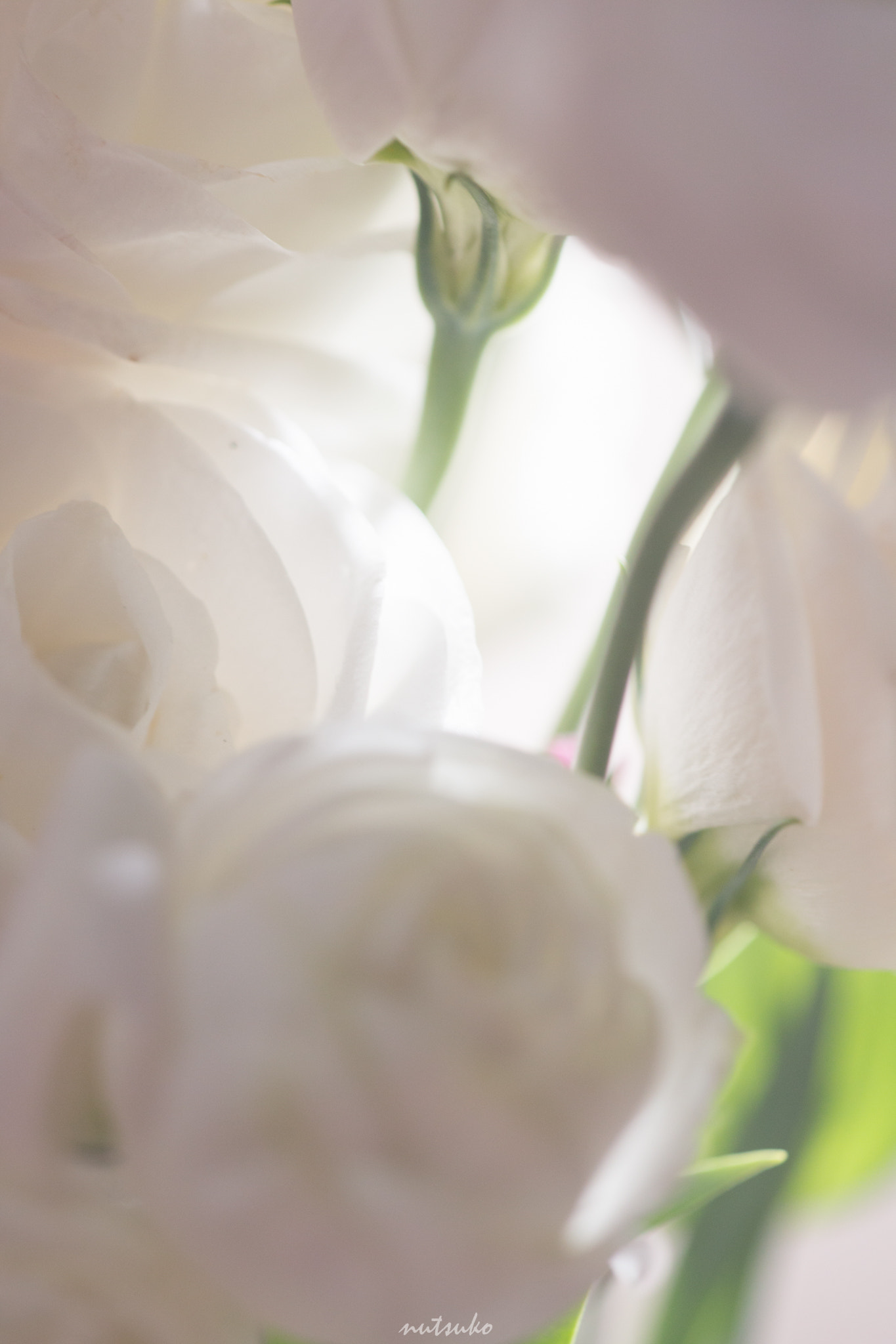 Sigma APO Macro 150mm f/2.8 EX DG HSM sample photo. White ranunculus photography