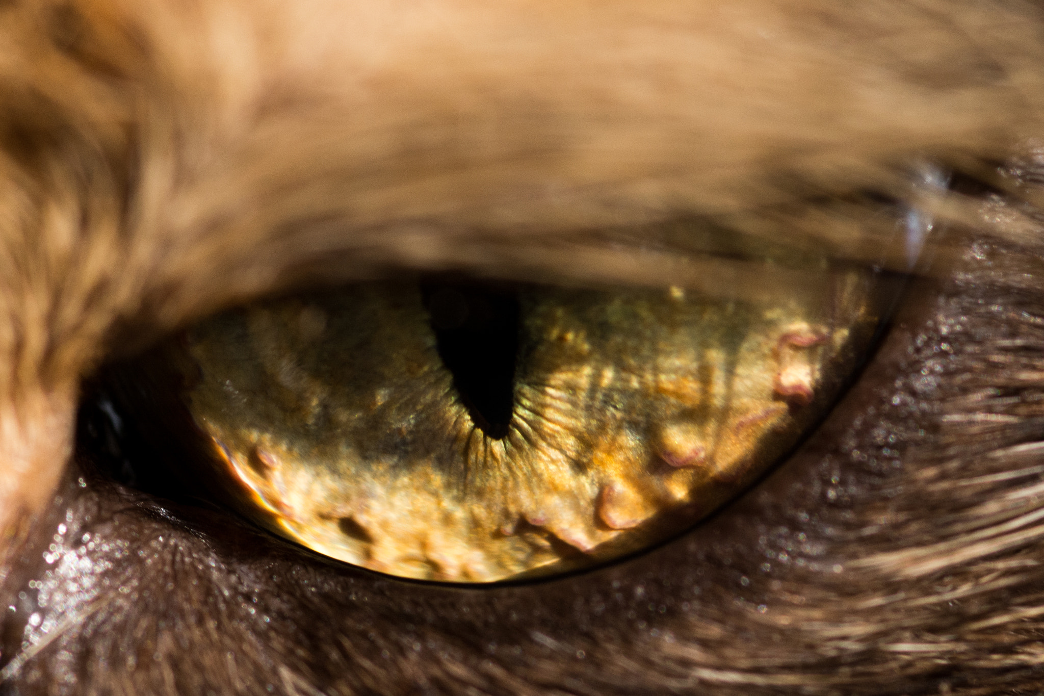 Nikon D7100 + AF Micro-Nikkor 105mm f/2.8 sample photo. Eye of the cat photography
