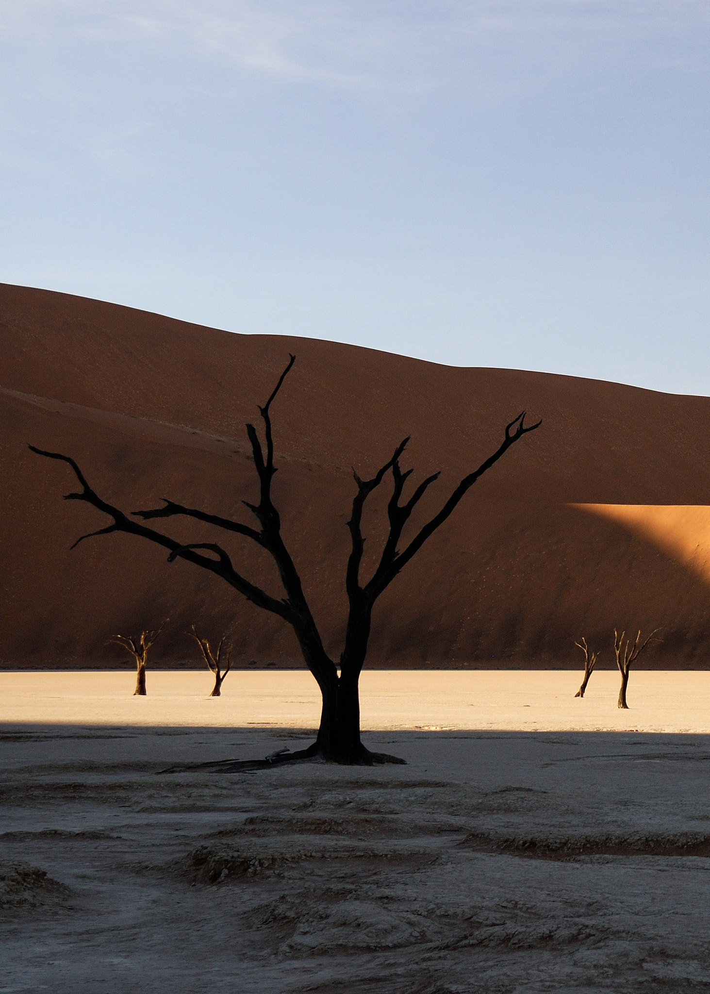 Nikon D200 sample photo. Dark tree photography