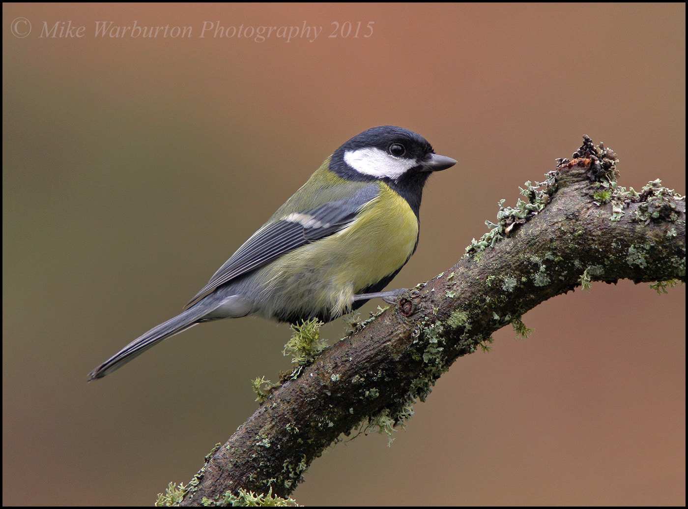 Sigma 50-500mm f/4-6.3 APO HSM EX sample photo. Great tit photography