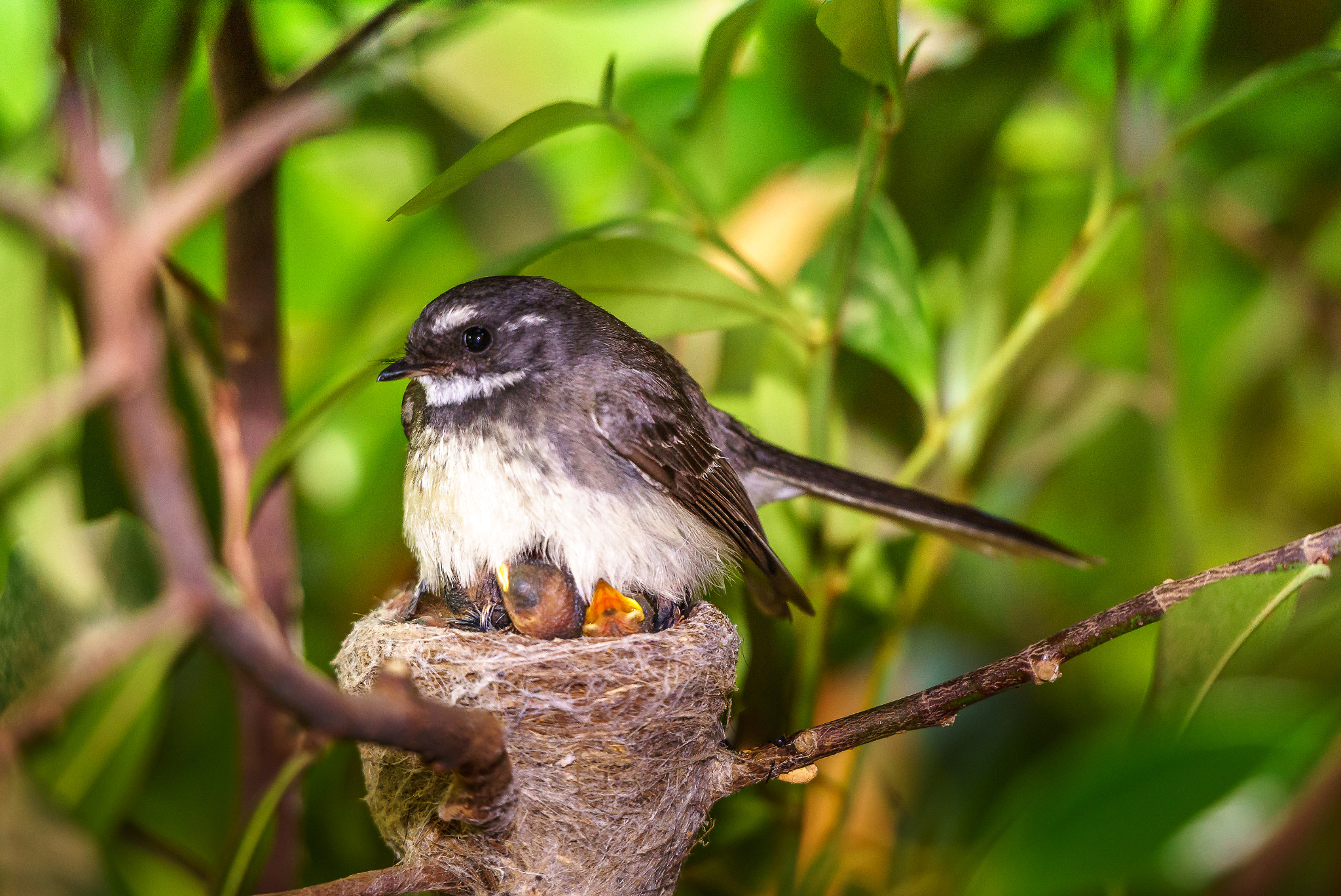 Sigma 18-250mm F3.5-6.3 DC OS HSM sample photo. Grey fantail & babies photography