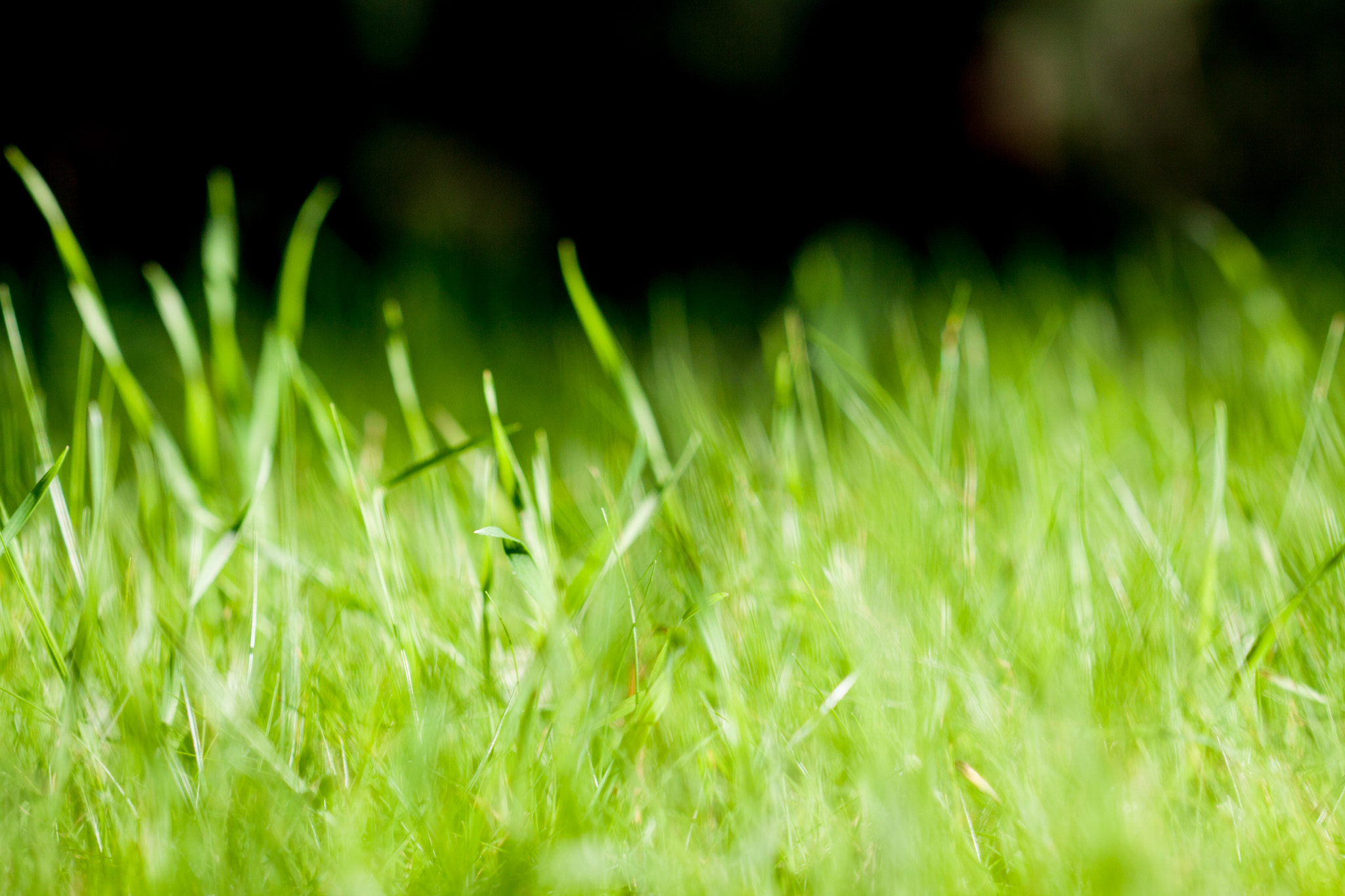 Canon EOS 50D + Canon EF 100mm F2.8 Macro USM sample photo. Green photography