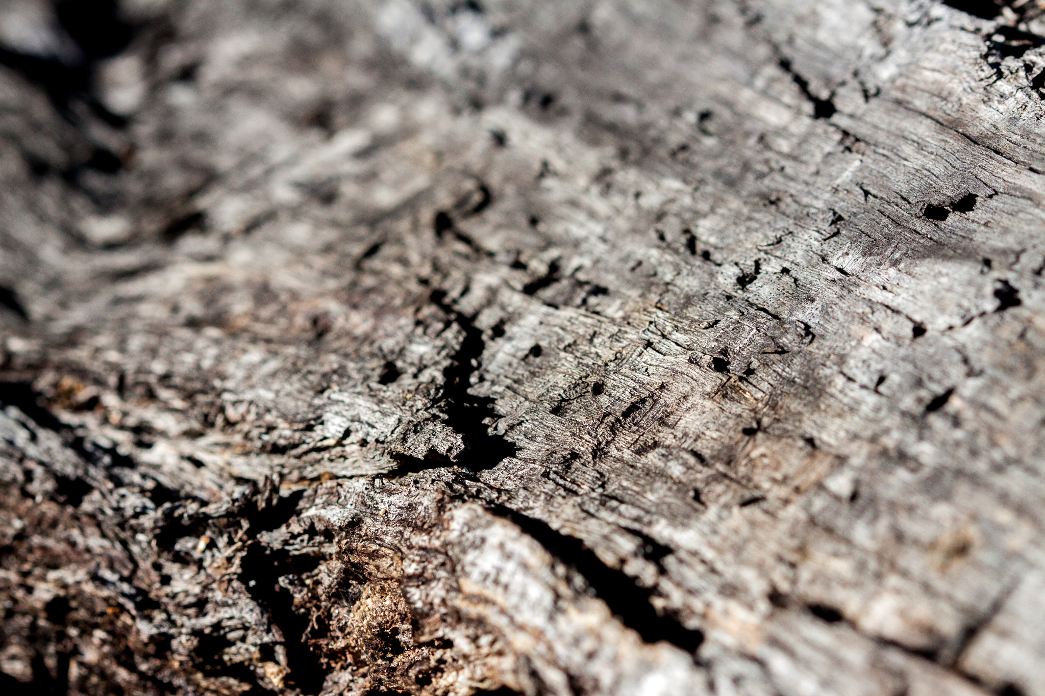 Canon EOS 50D + Canon EF 100mm F2.8 Macro USM sample photo. Wood photography
