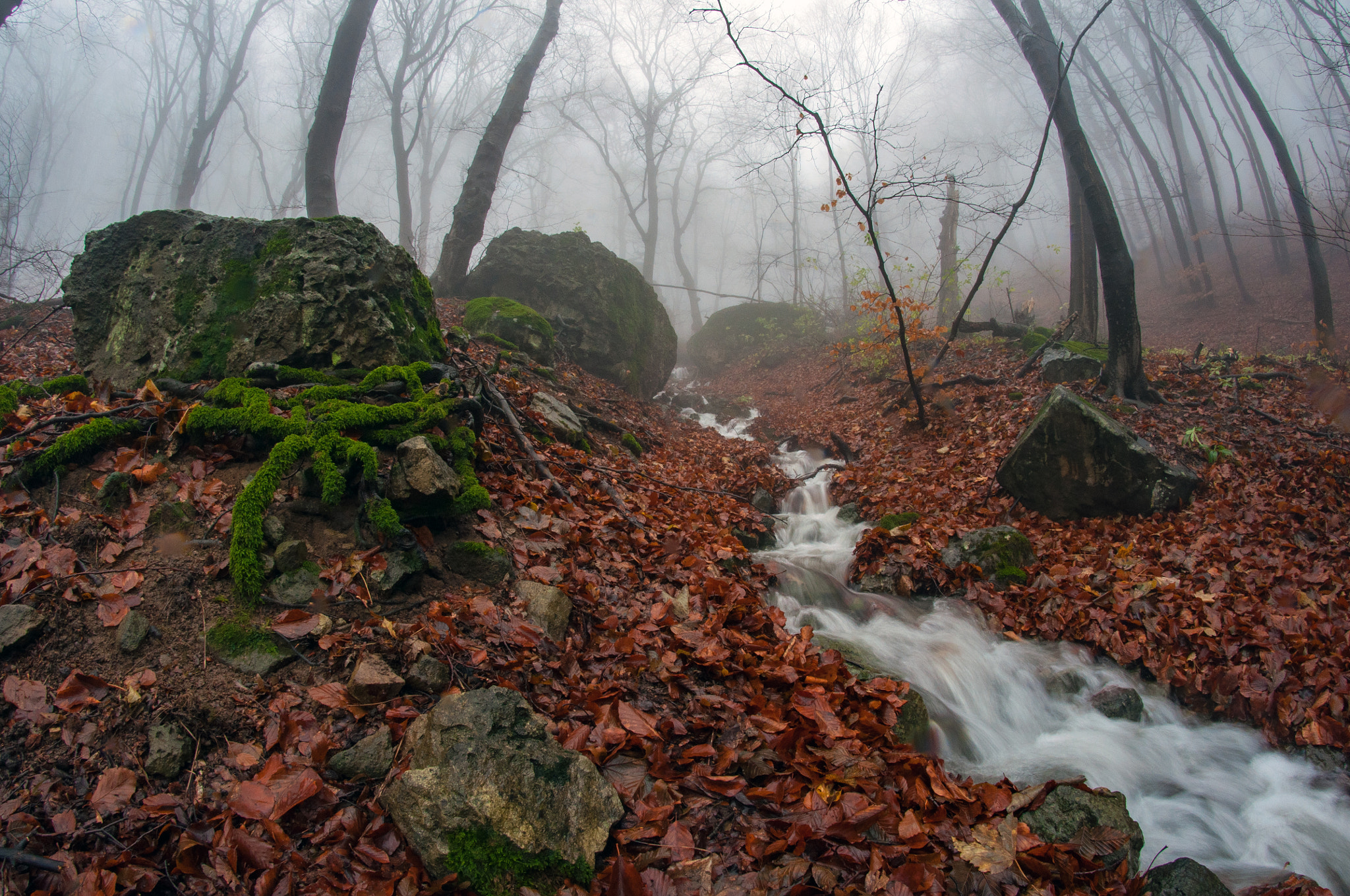 Nikon D90 + Samyang 8mm F3.5 Aspherical IF MC Fisheye sample photo. Late autumn photography