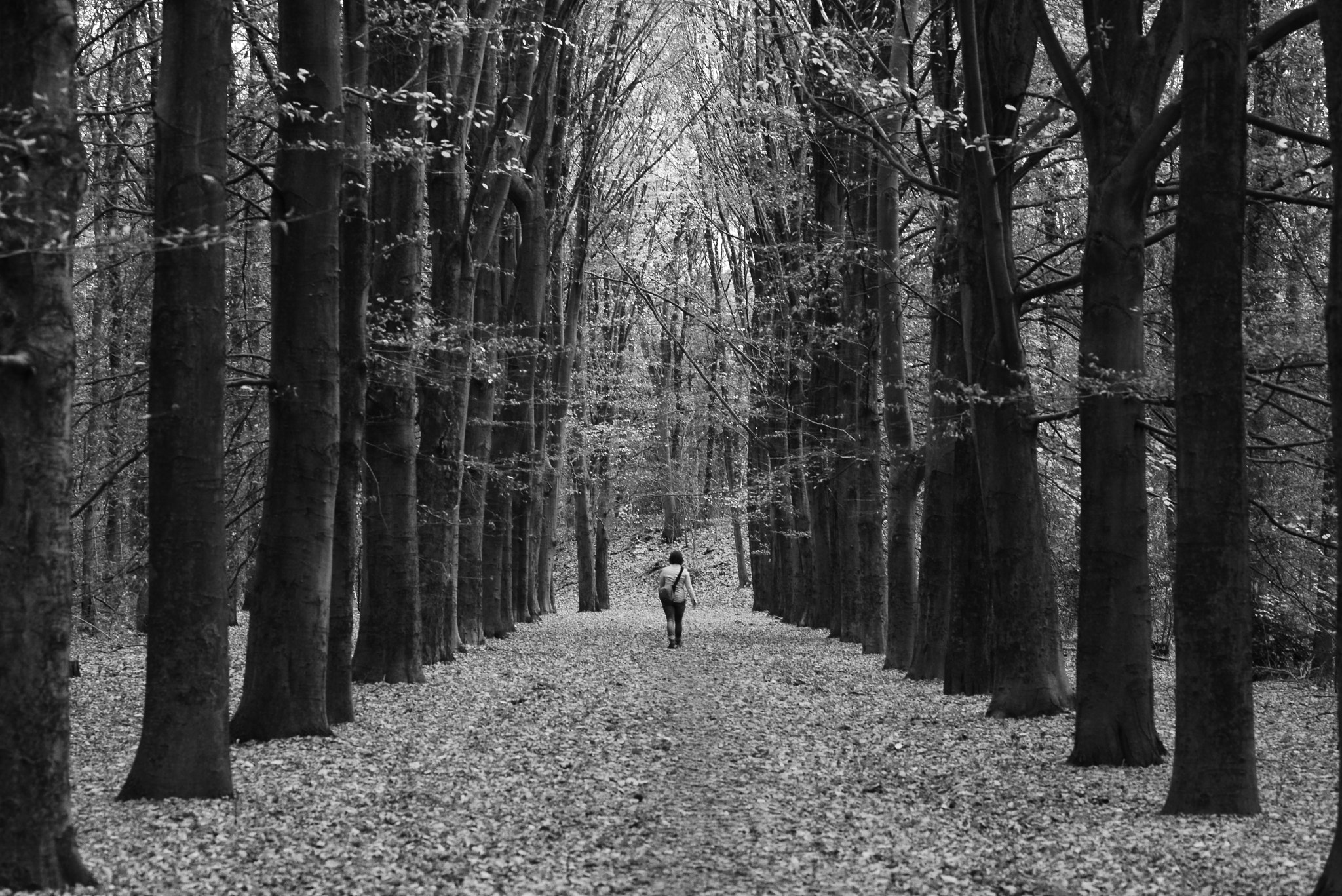 ZEISS Makro-Planar T* 100mm F2 sample photo. A walk in the woods photography