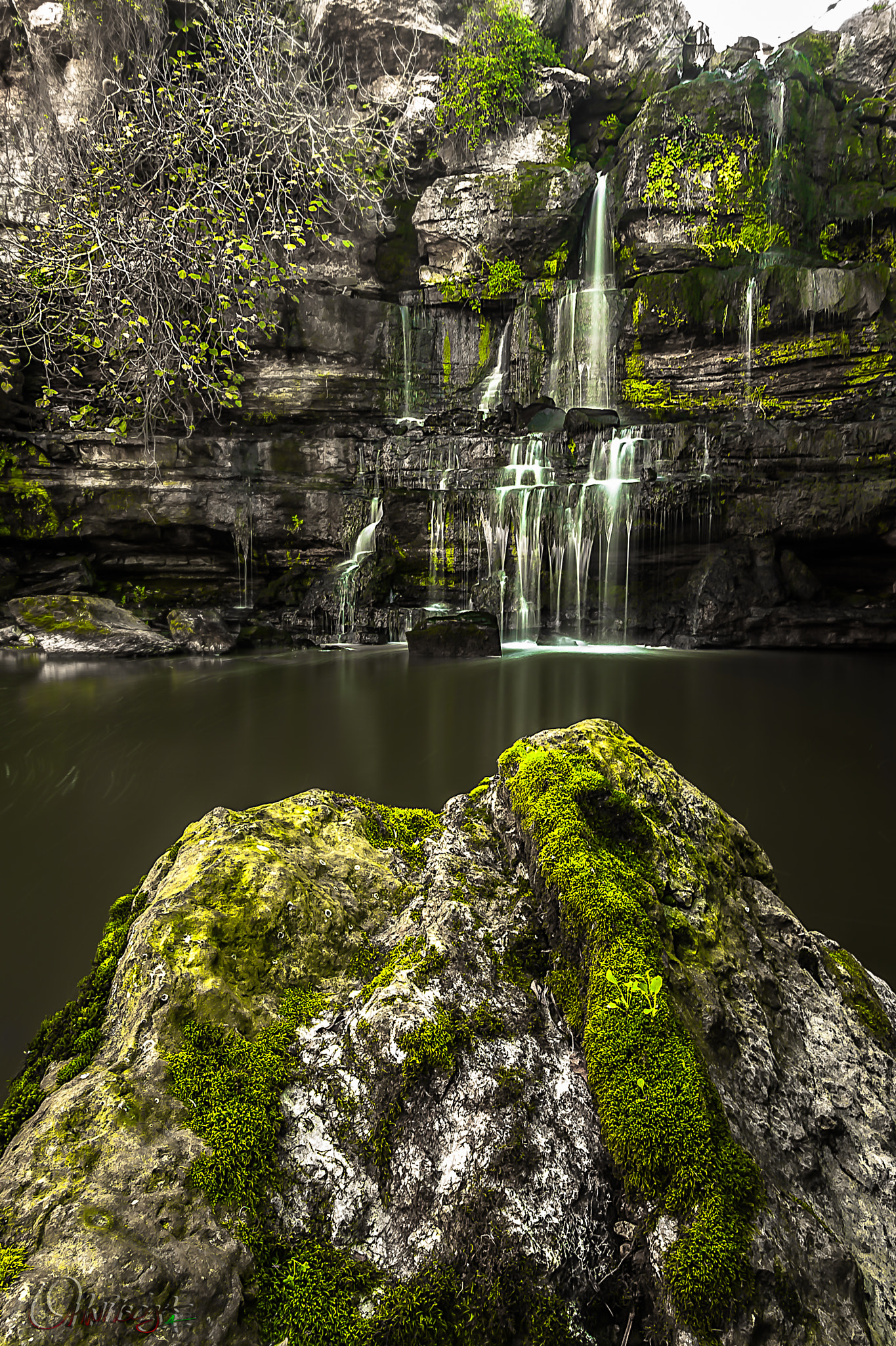 Sigma 10-20mm F3.5 EX DC HSM sample photo. Lizard photography