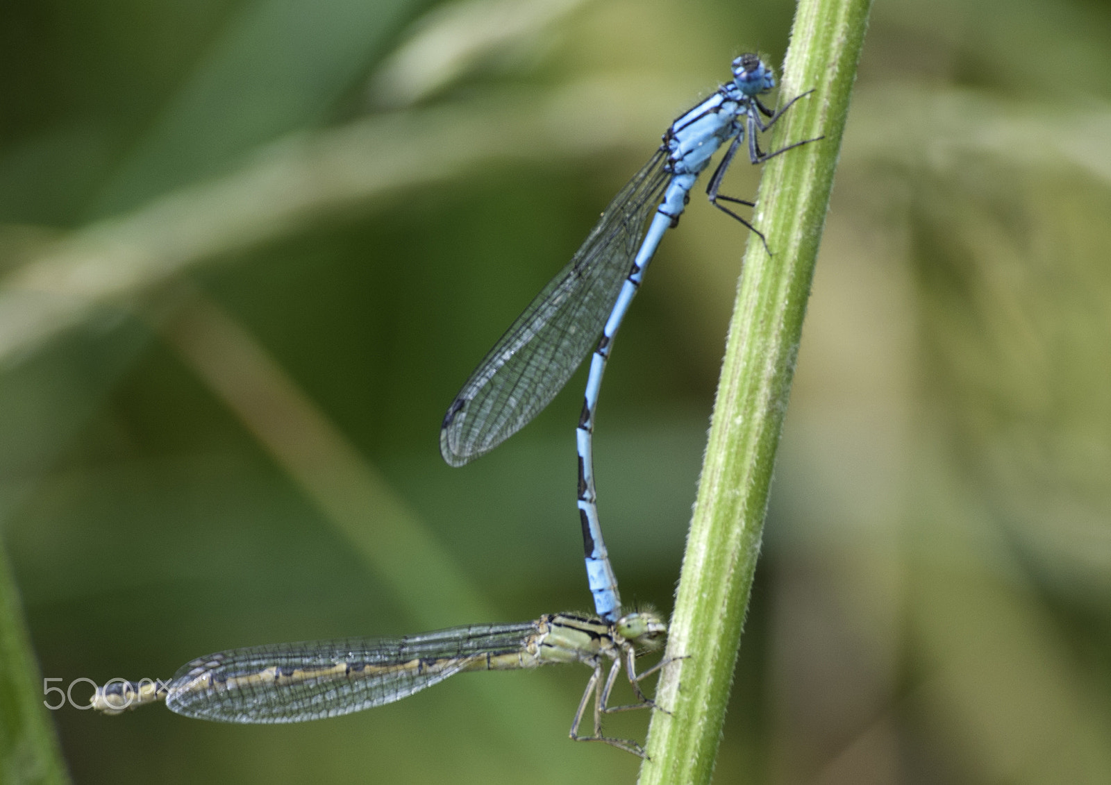 Nikon D5000 + Sigma 70-300mm F4-5.6 DG OS sample photo. Mating damselflies photography