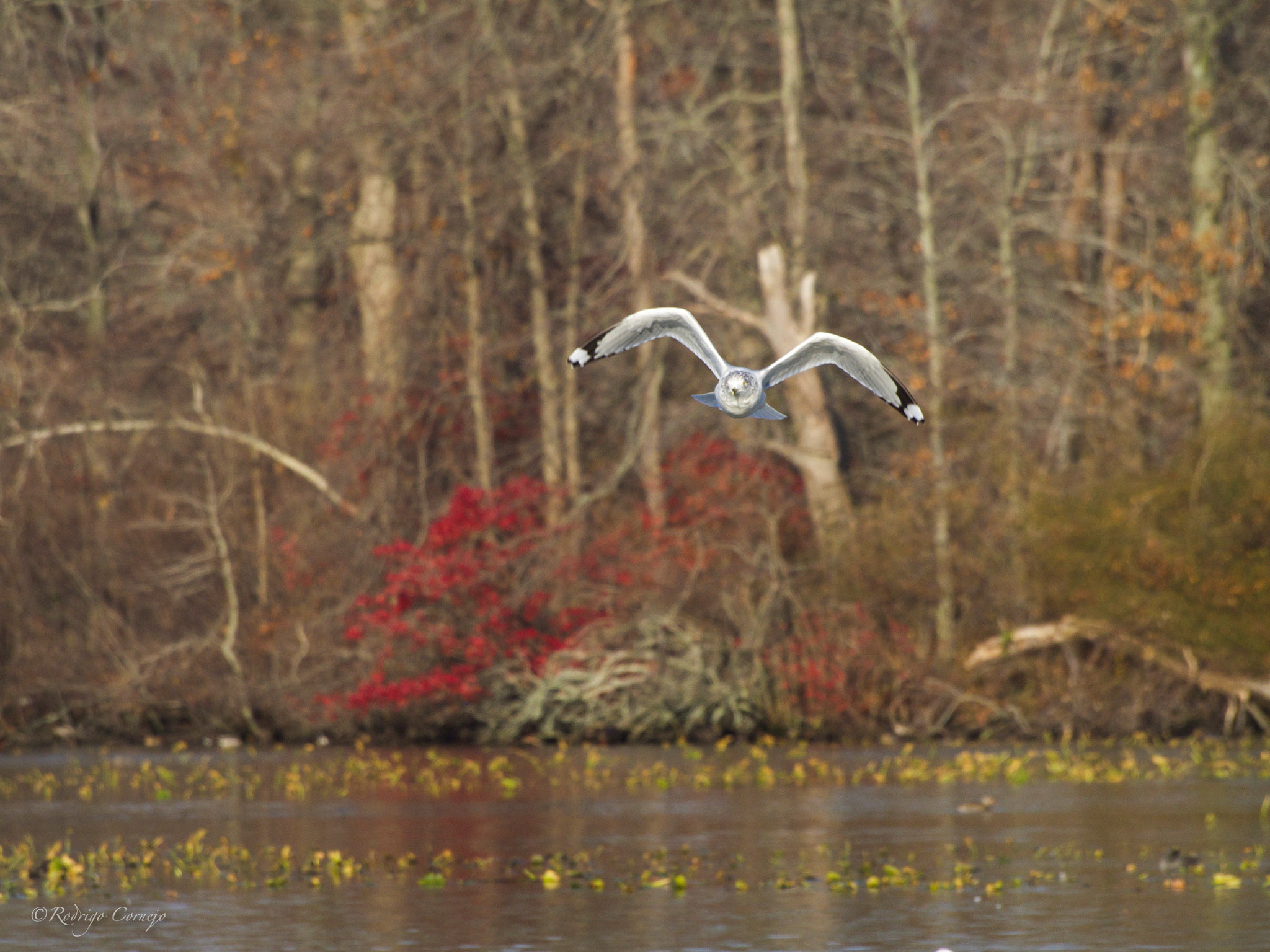 Olympus OM-D E-M5 II + Olympus Zuiko Digital ED 70-300mm F4.0-5.6 sample photo. Flying... photography