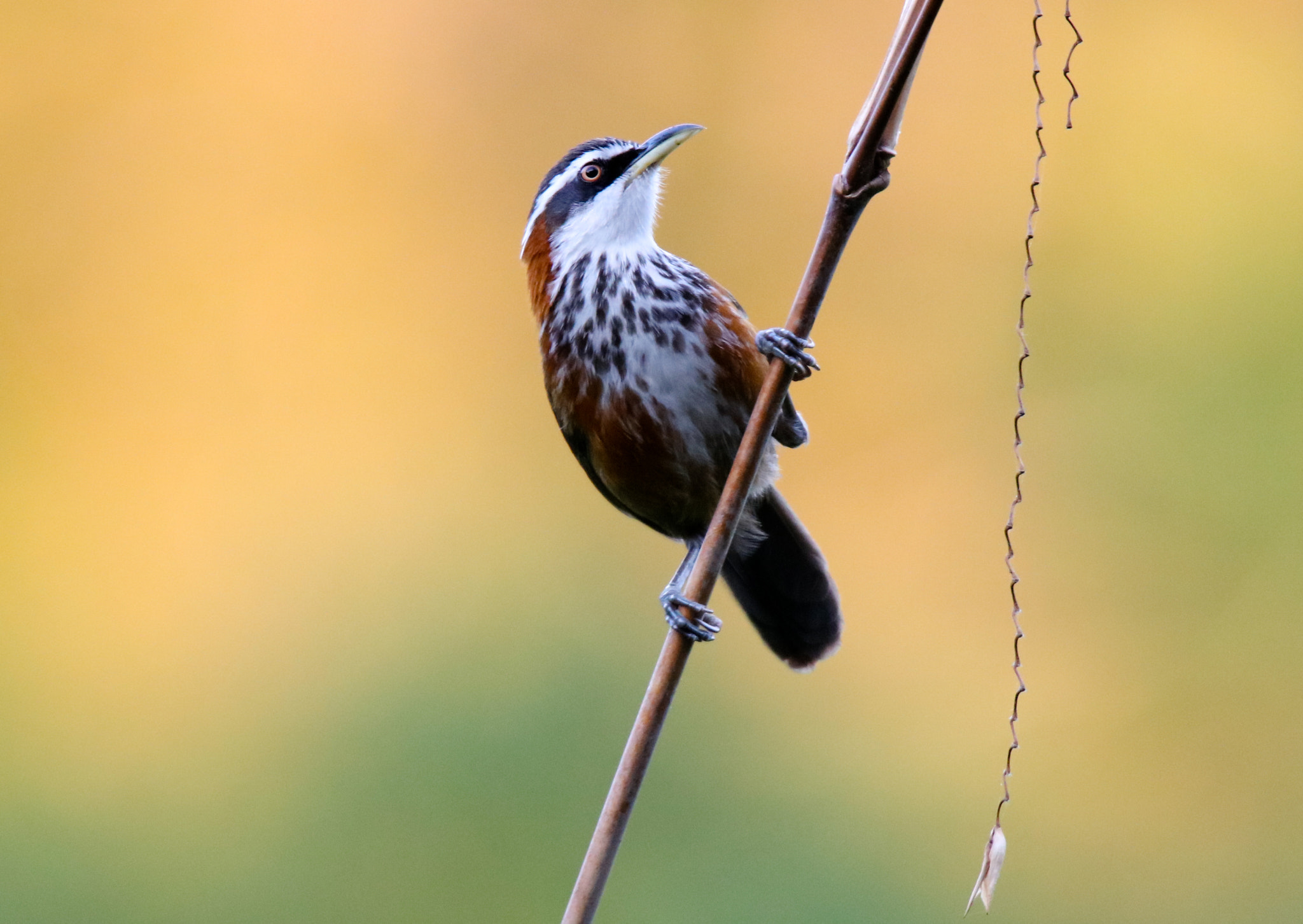 Canon EOS 5DS sample photo. Taiwan scimitar-babbler photography