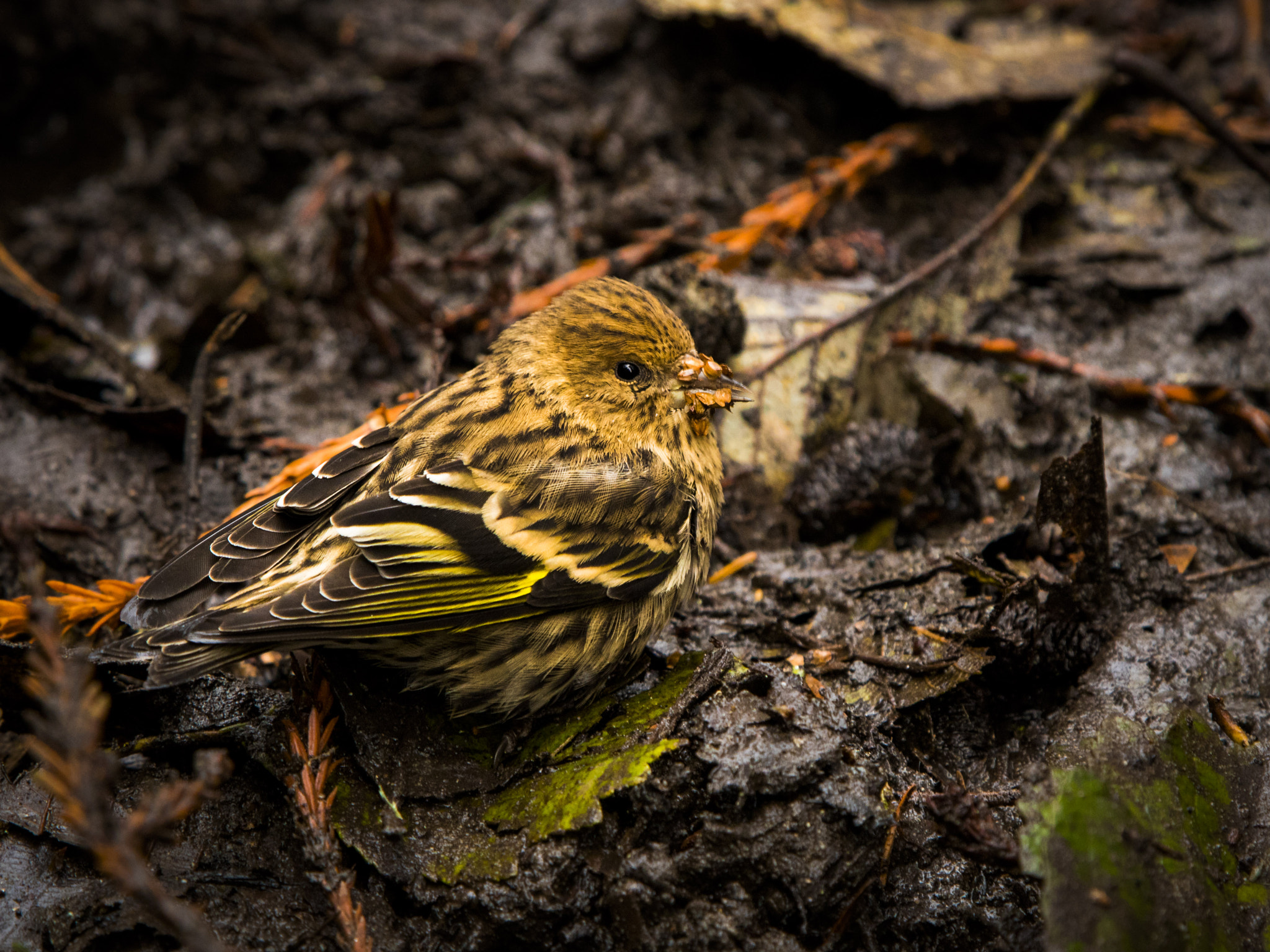 Canon EOS 750D (EOS Rebel T6i / EOS Kiss X8i) sample photo. Tiny bird photography