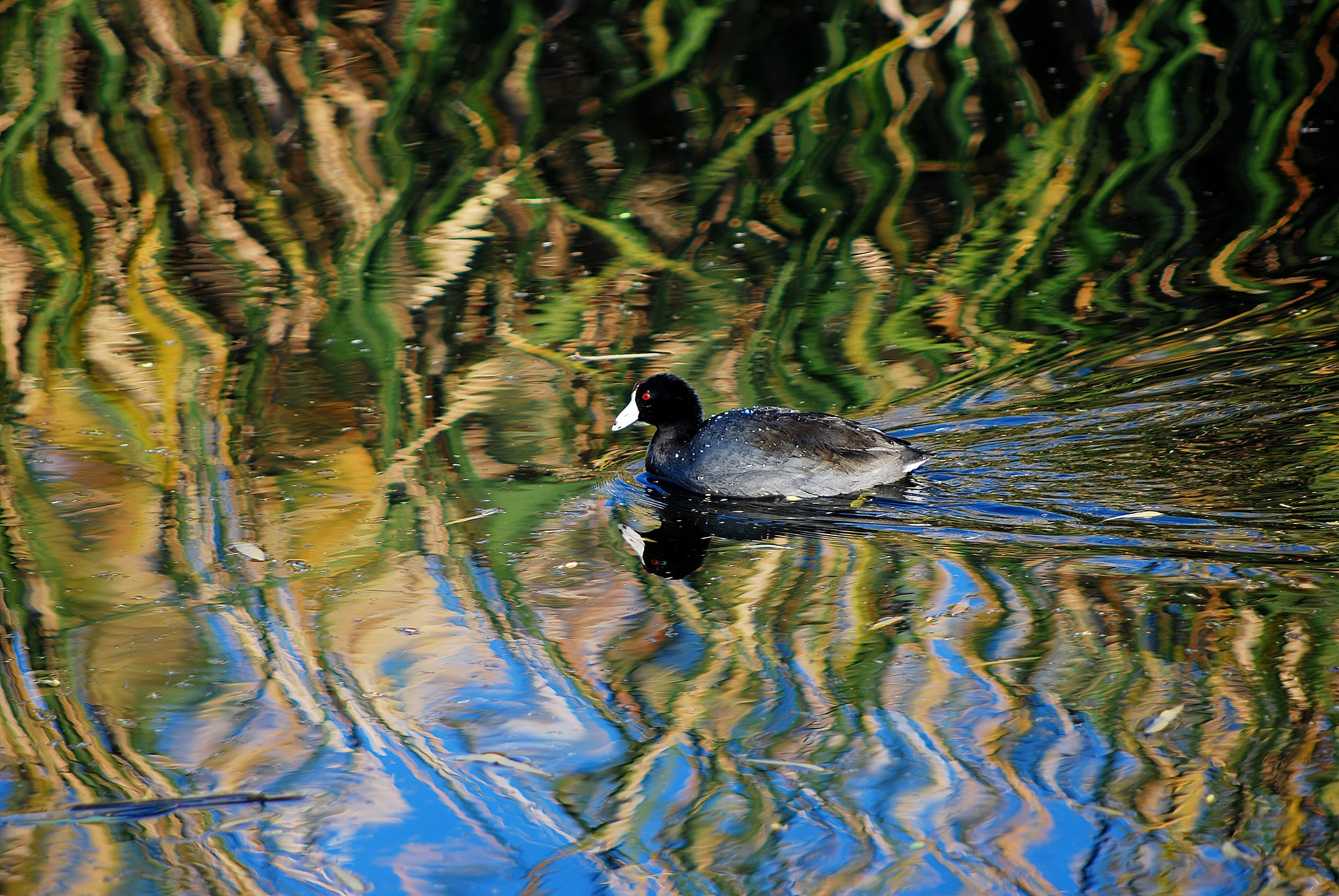 Nikon D80 + AF Nikkor 70-210mm f/4-5.6 sample photo. Swimming away photography