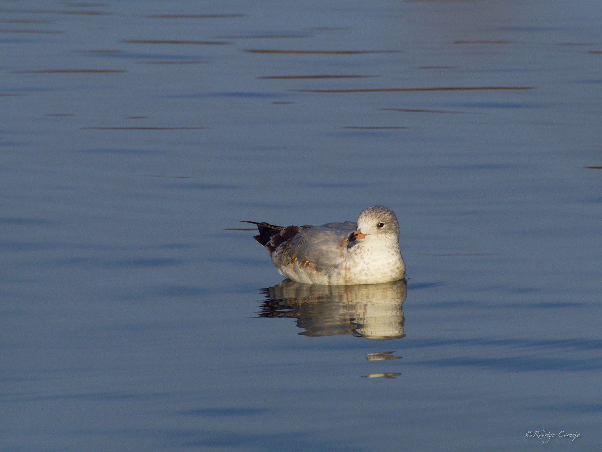 Olympus Zuiko Digital ED 70-300mm F4.0-5.6 sample photo. Floating... photography