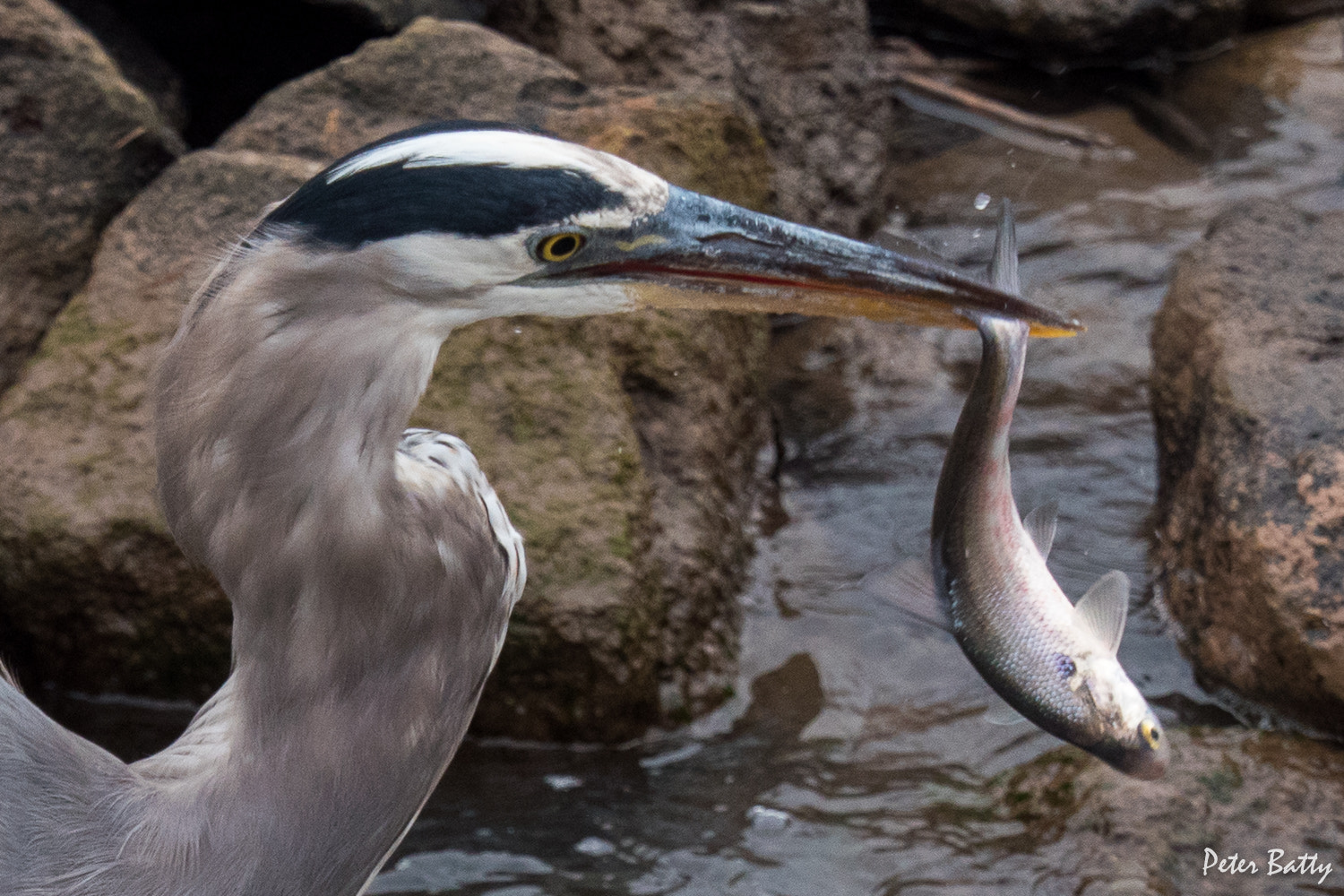 Panasonic Lumix DMC-GX8 + Olympus M.Zuiko Digital ED 40-150mm F2.8 Pro sample photo. Fish for dinner! photography