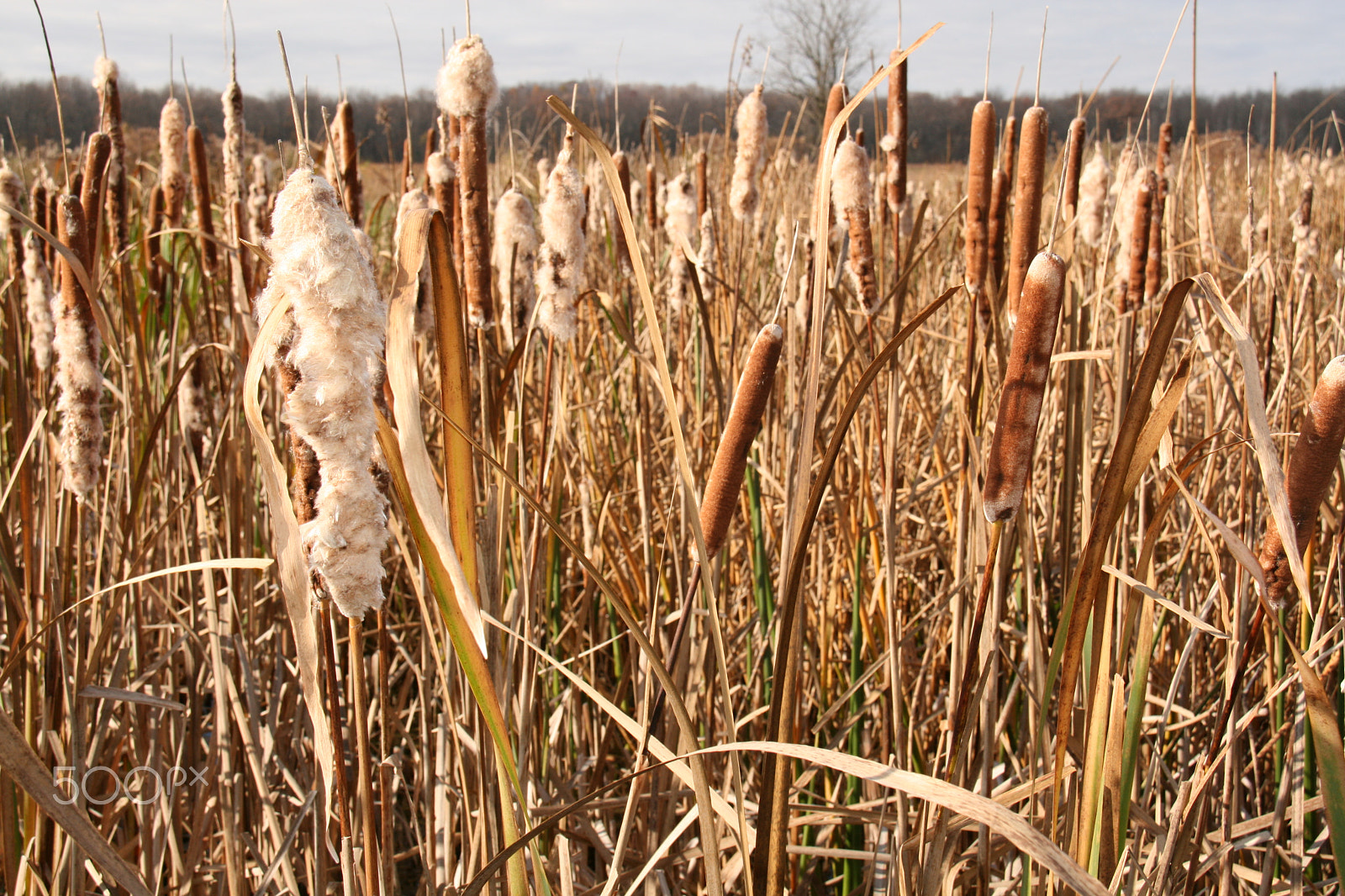 Canon EOS 400D (EOS Digital Rebel XTi / EOS Kiss Digital X) sample photo. Cattail marsh in november photography
