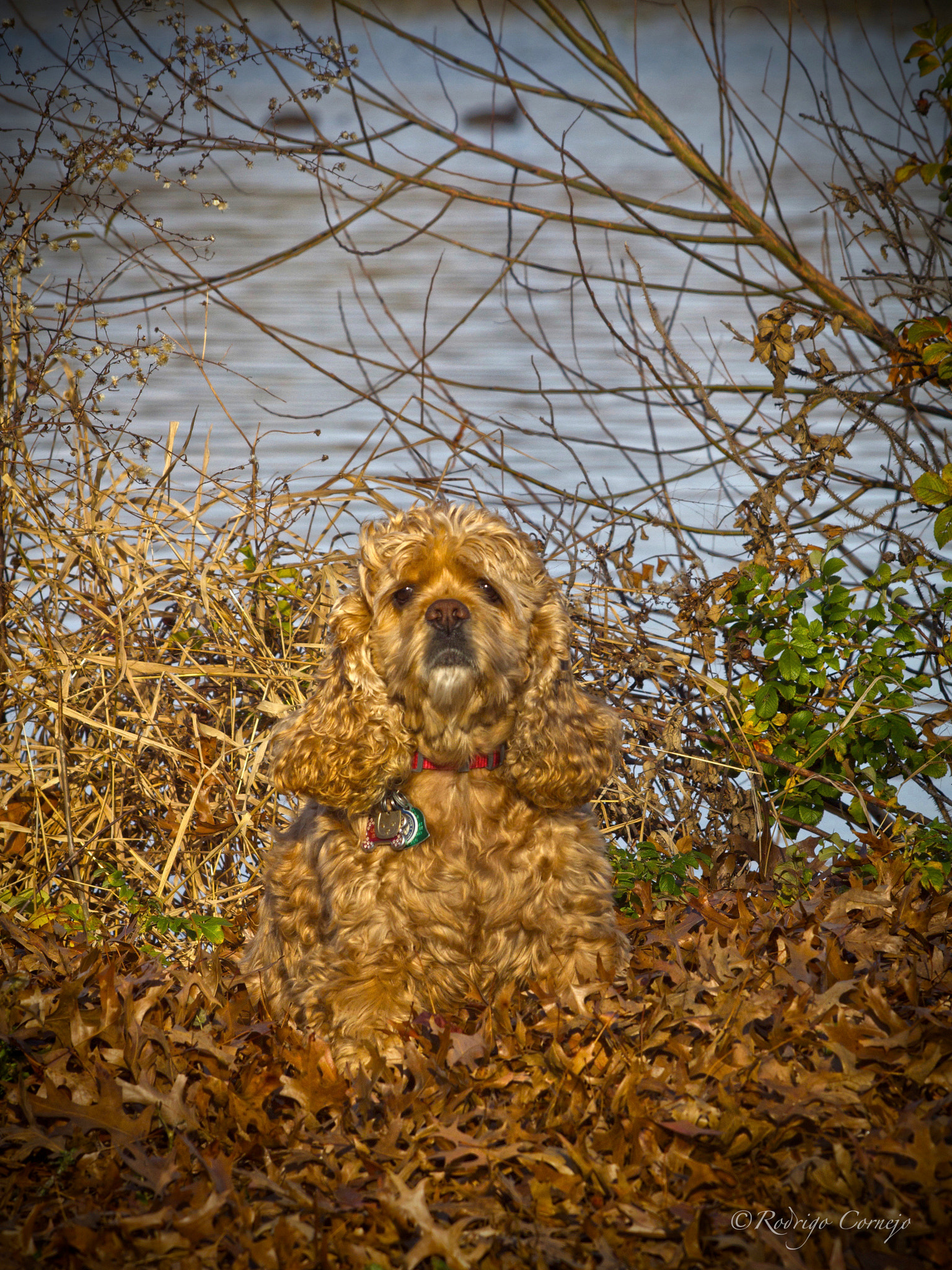 Olympus Zuiko Digital ED 70-300mm F4.0-5.6 sample photo. Lilly at the lake... photography