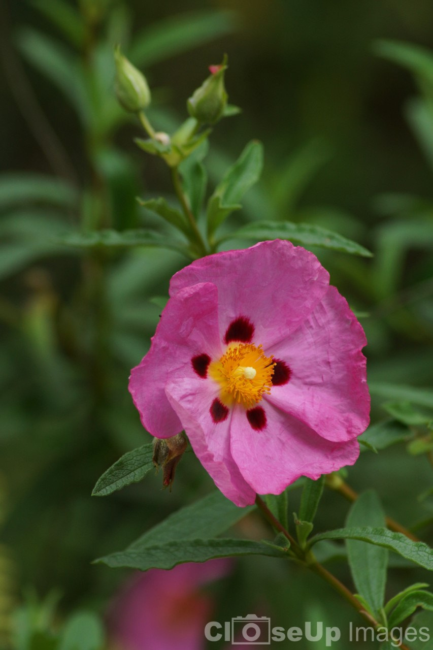 Sony SLT-A65 (SLT-A65V) + Tamron Lens (255) sample photo. Pink flower photography