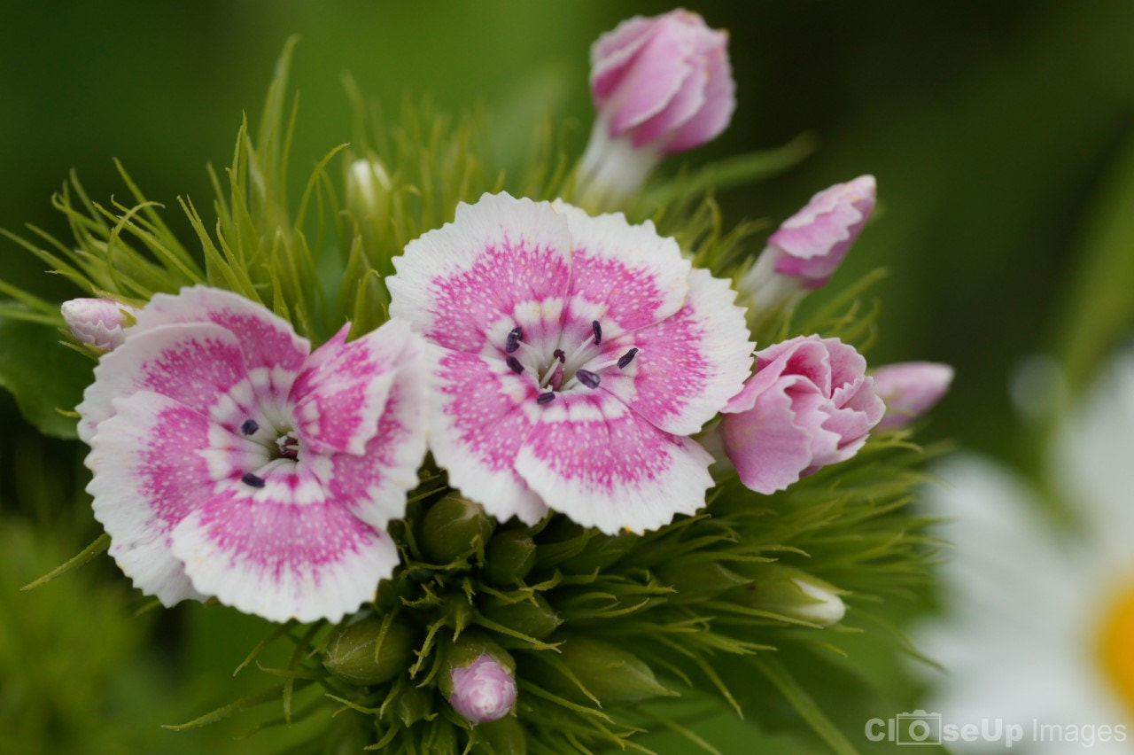 Sony Alpha DSLR-A550 + Tamron SP AF 90mm F2.8 Di Macro sample photo. Sweet william pink and white photography