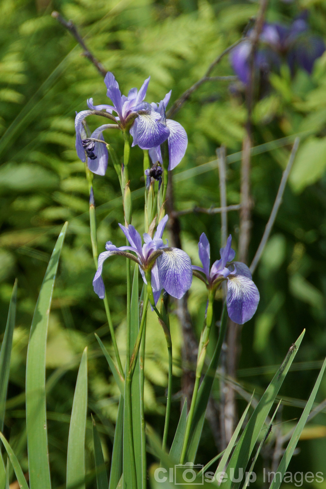Sony SLT-A65 (SLT-A65V) + Tamron SP 150-600mm F5-6.3 Di VC USD sample photo. Wild iris photography