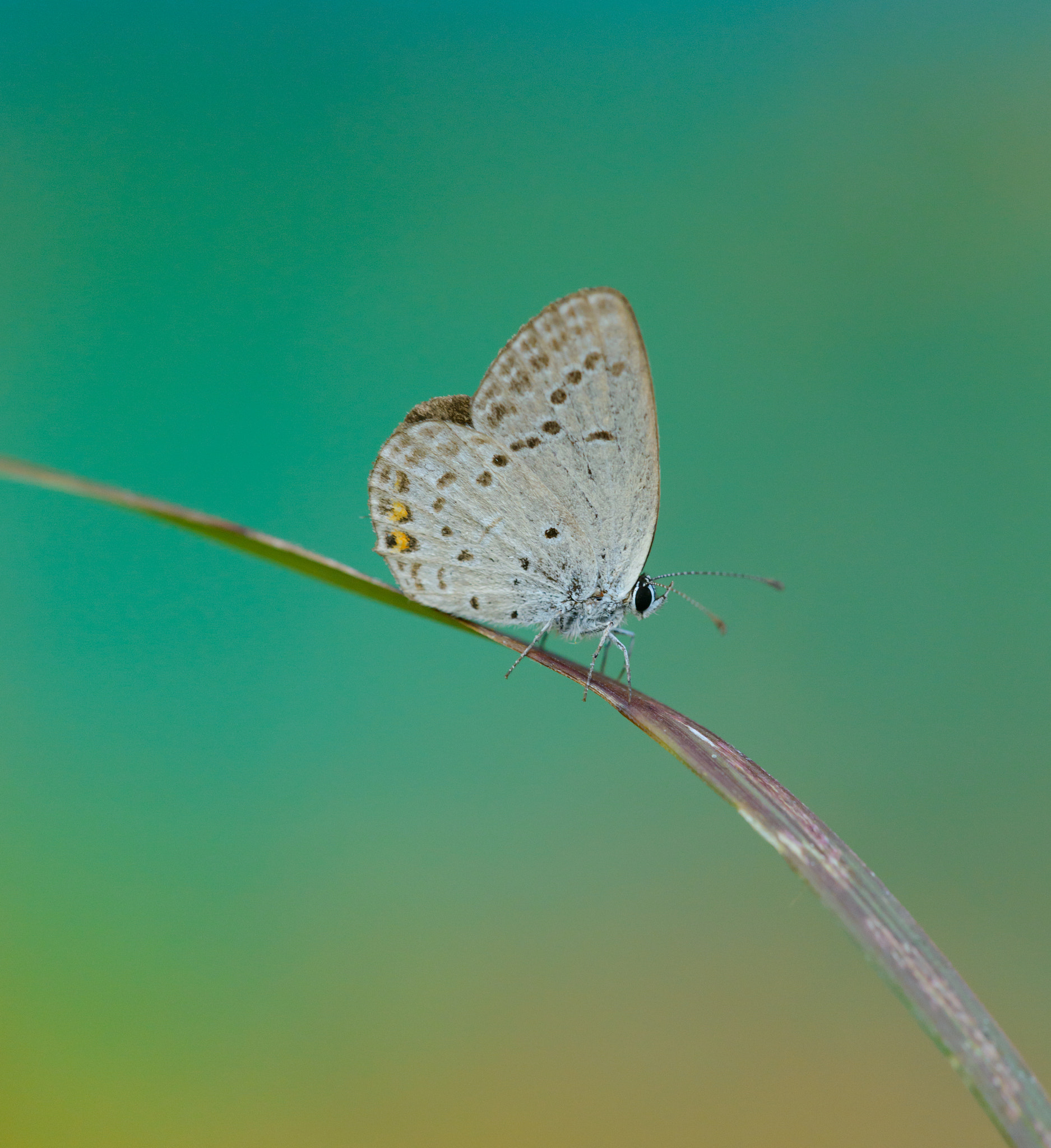 Sigma 150mm F2.8 EX DG Macro HSM sample photo. Small butterfly photography