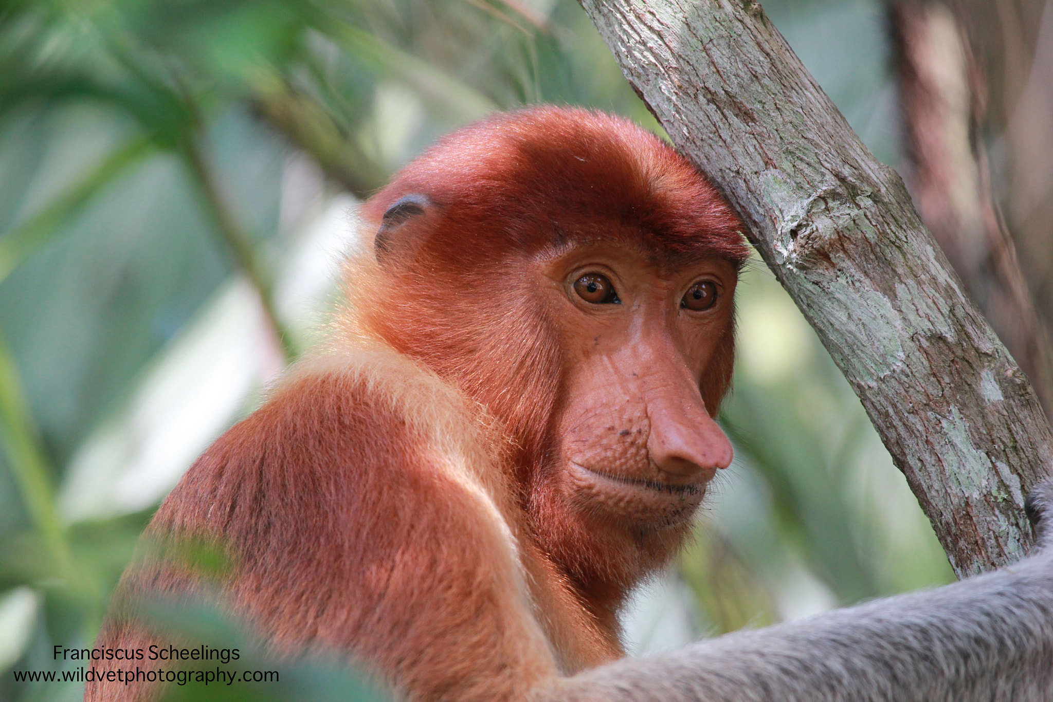 Canon EF 100-400mm F4.5-5.6L IS USM sample photo. Proboscis monkey (nasalis larvatus) photography