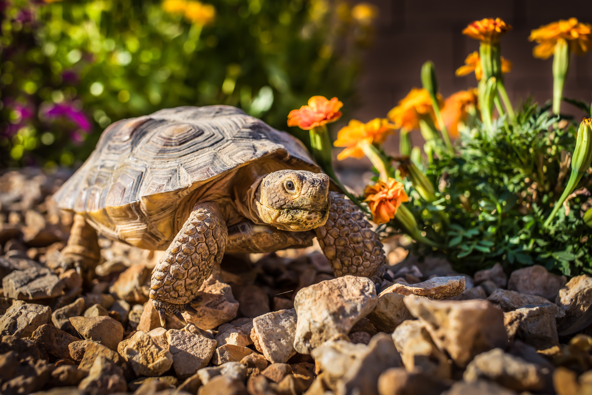 Sony a7R + Canon EF 40mm F2.8 STM sample photo. Desert tortoise albert photography