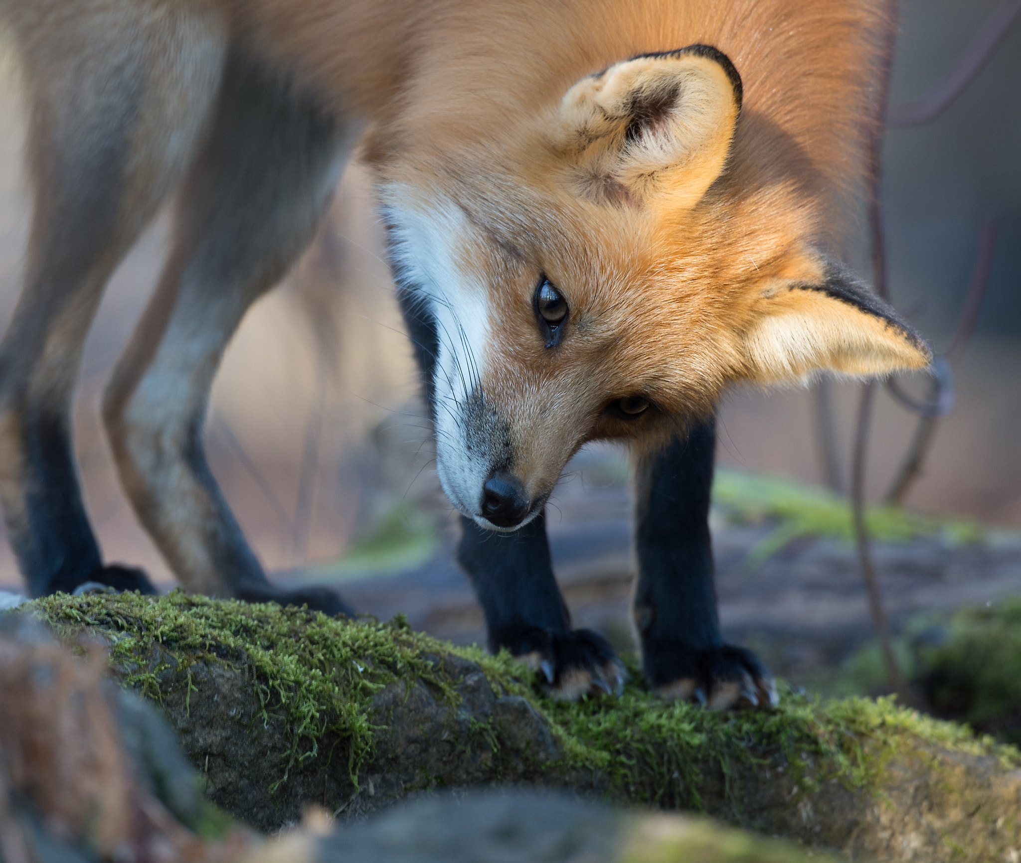 Nikon D4 + Sigma 24-60mm F2.8 EX DG sample photo. Renard roux, vulpus vulpus, red fox photography
