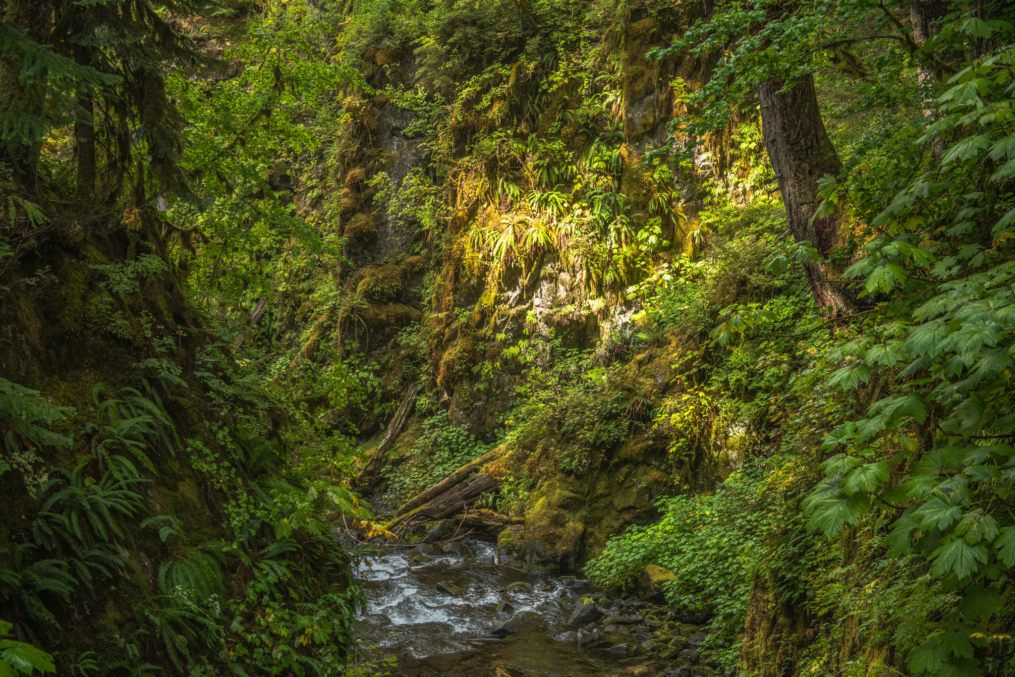 Canon EF 28-135mm F3.5-5.6 IS USM sample photo. Sol duc rainforest photography