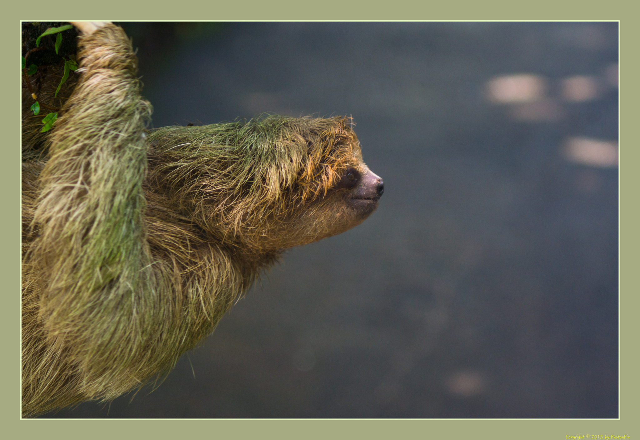 Sony SLT-A77 + Minolta AF 70-210mm F4 Macro sample photo. Three-toed sloth, costa rica photography