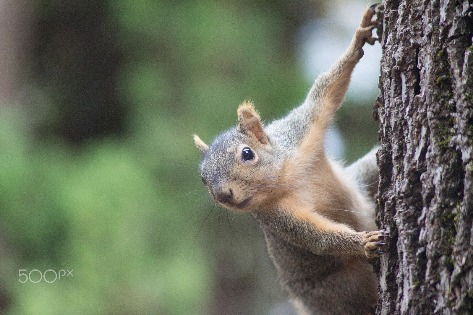 Canon EF 55-200mm F4.5-5.6 II USM sample photo. Squirrel grip photography