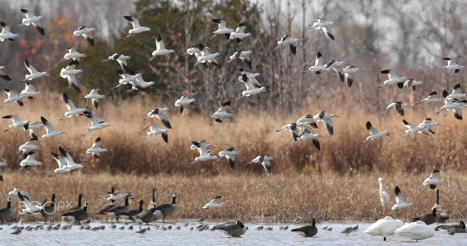 Canon EF 600mm F4L IS USM sample photo. American avocets flying, bombay hook photography